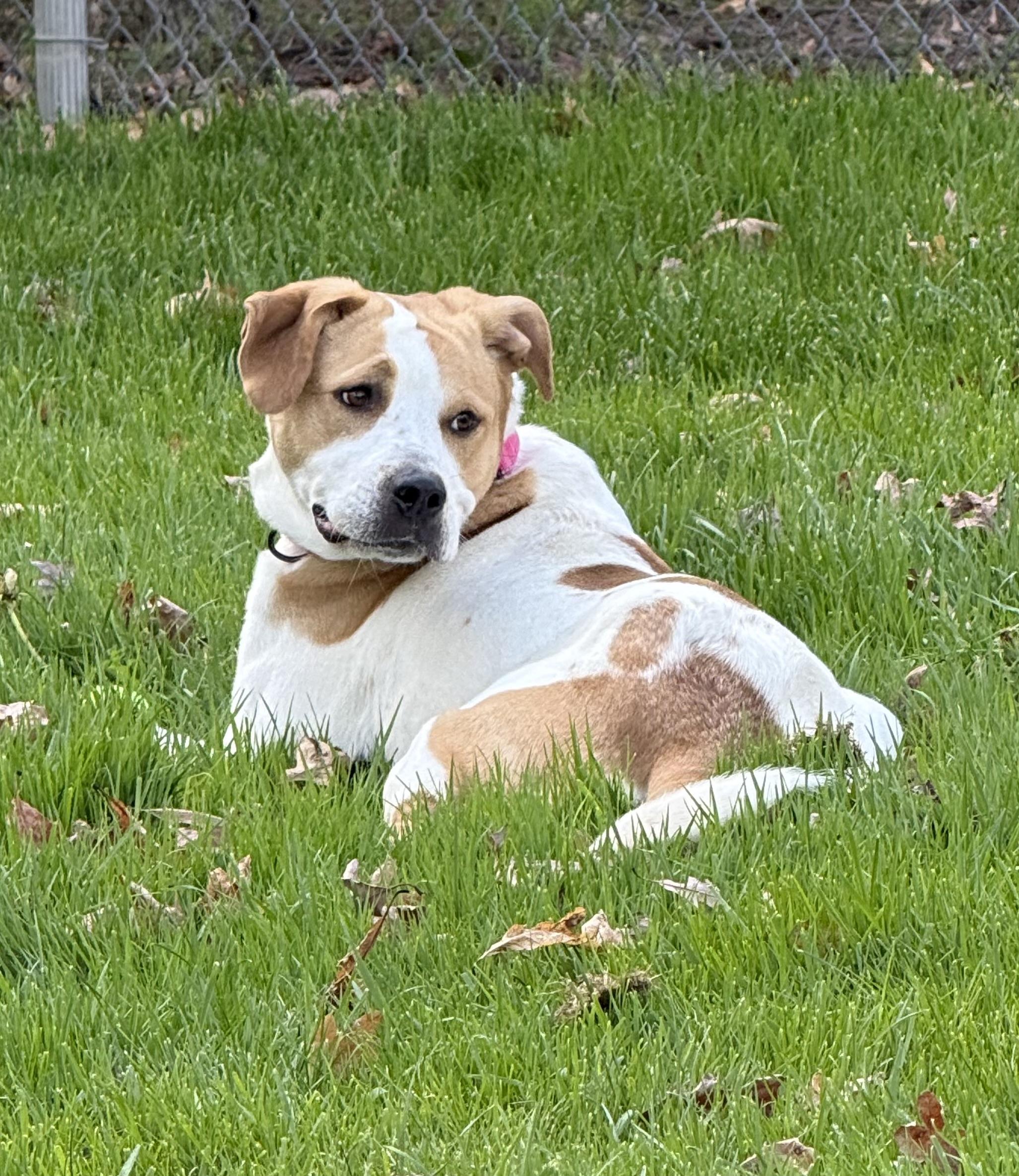 Enlarge Dixie , a ADOPTABLE Coonhound in Clinton, PA image 3/6