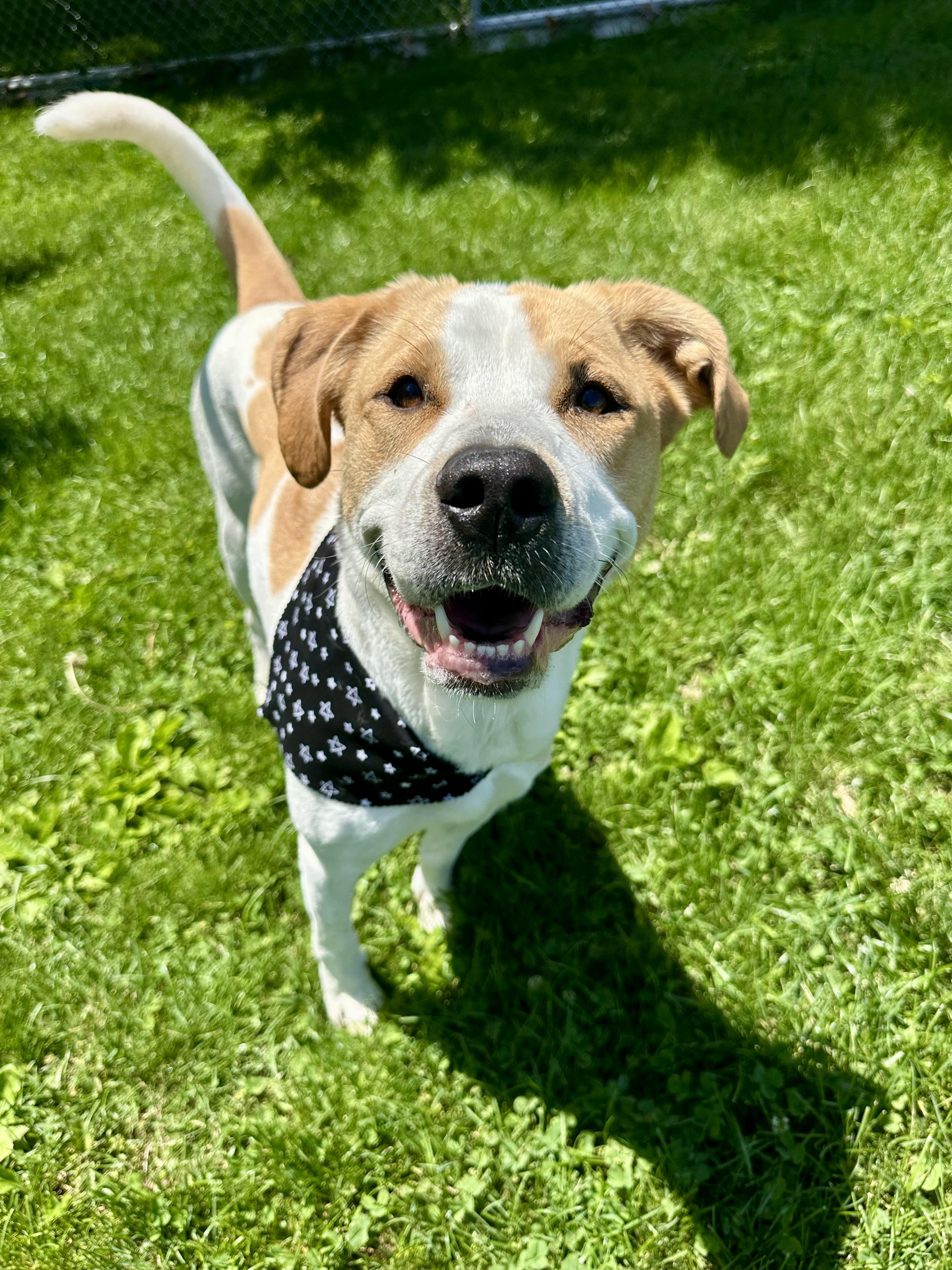 Dixie , a ADOPTABLE Coonhound in Clinton, PA image 2/6