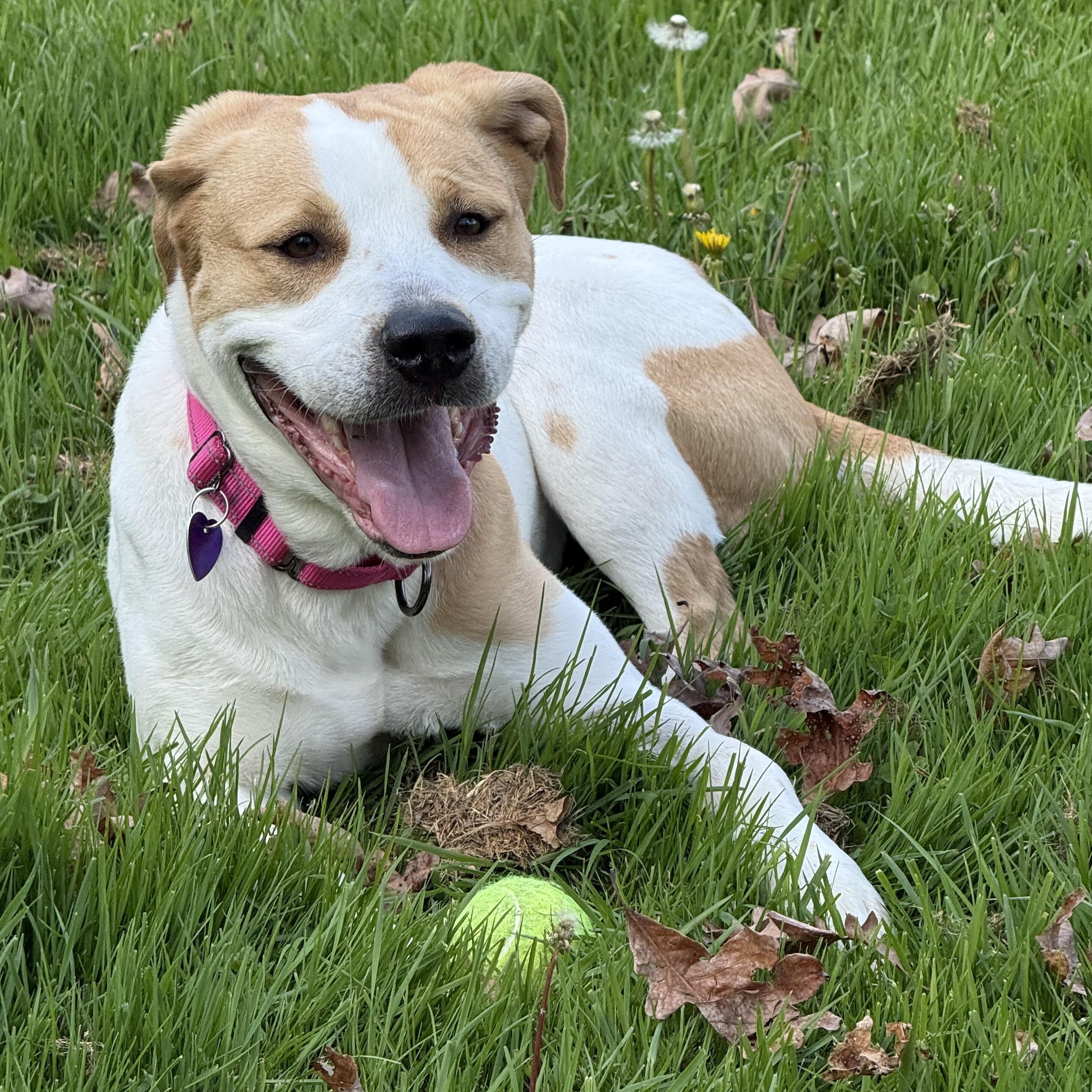 Enlarge Dixie , a ADOPTABLE Coonhound in Clinton, PA image 4/6