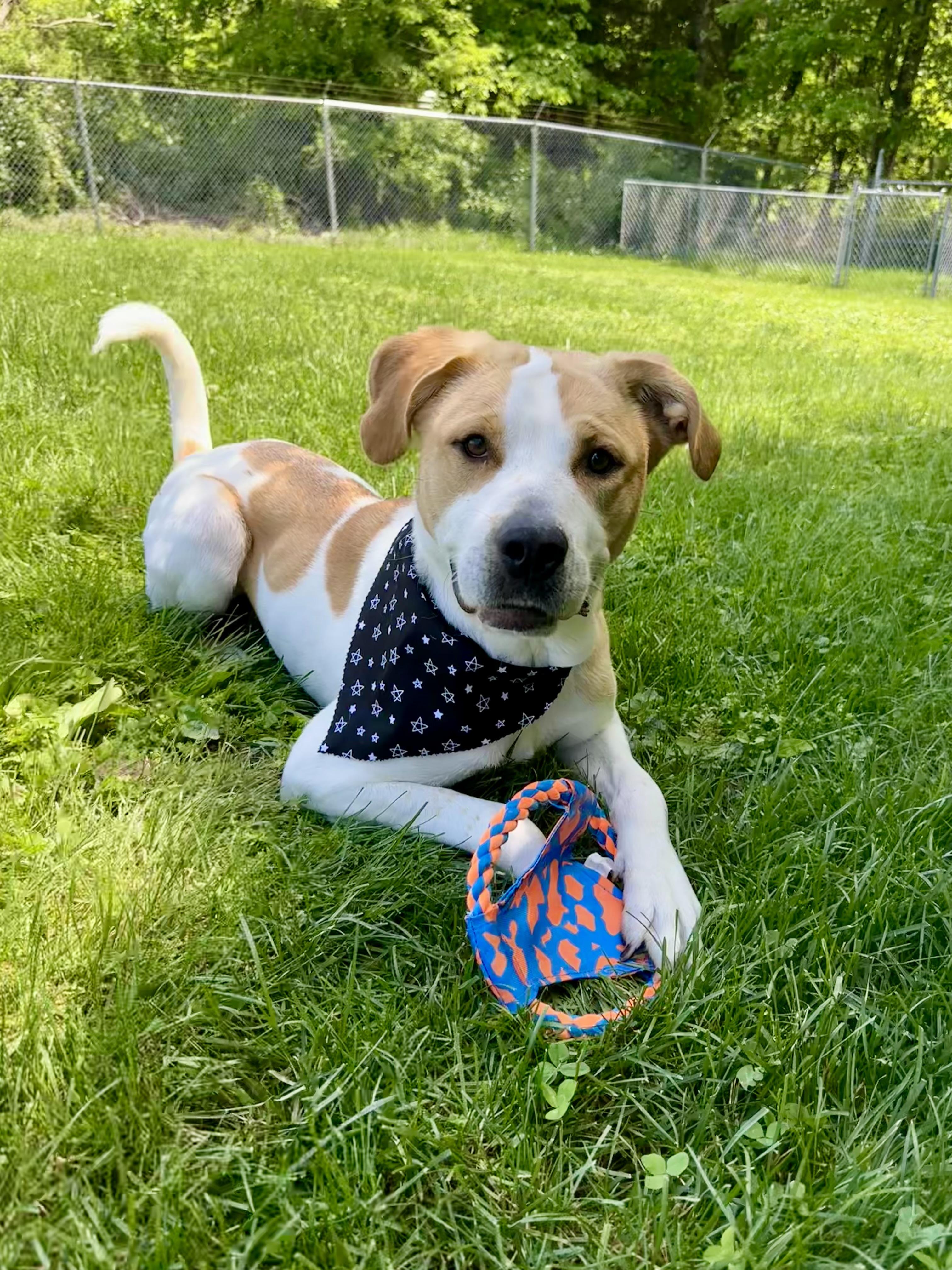 Dixie , a ADOPTABLE Coonhound in Clinton, PA image 1/6
