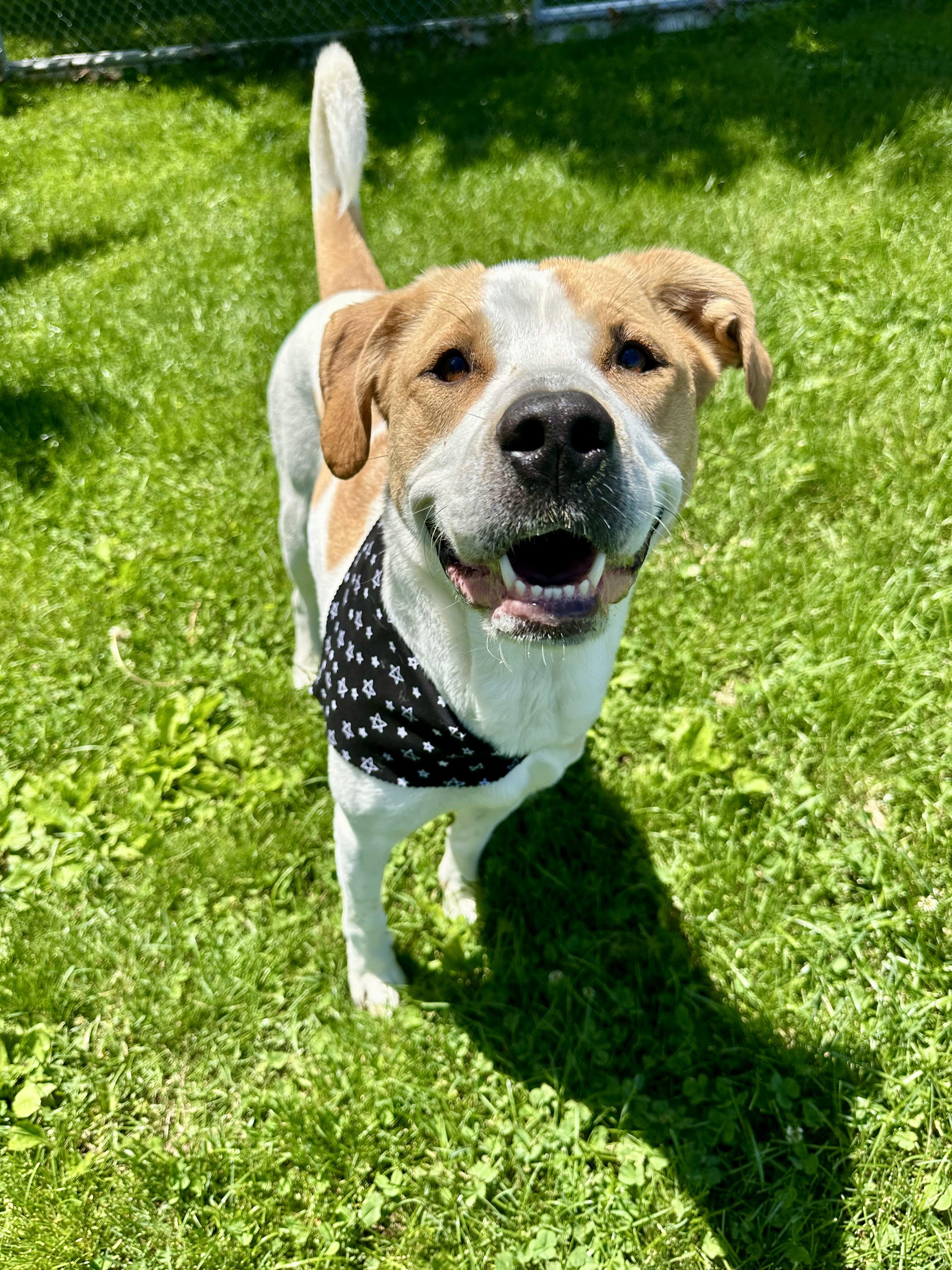 Dixie , a ADOPTABLE Coonhound in Clinton, PA image 4/6