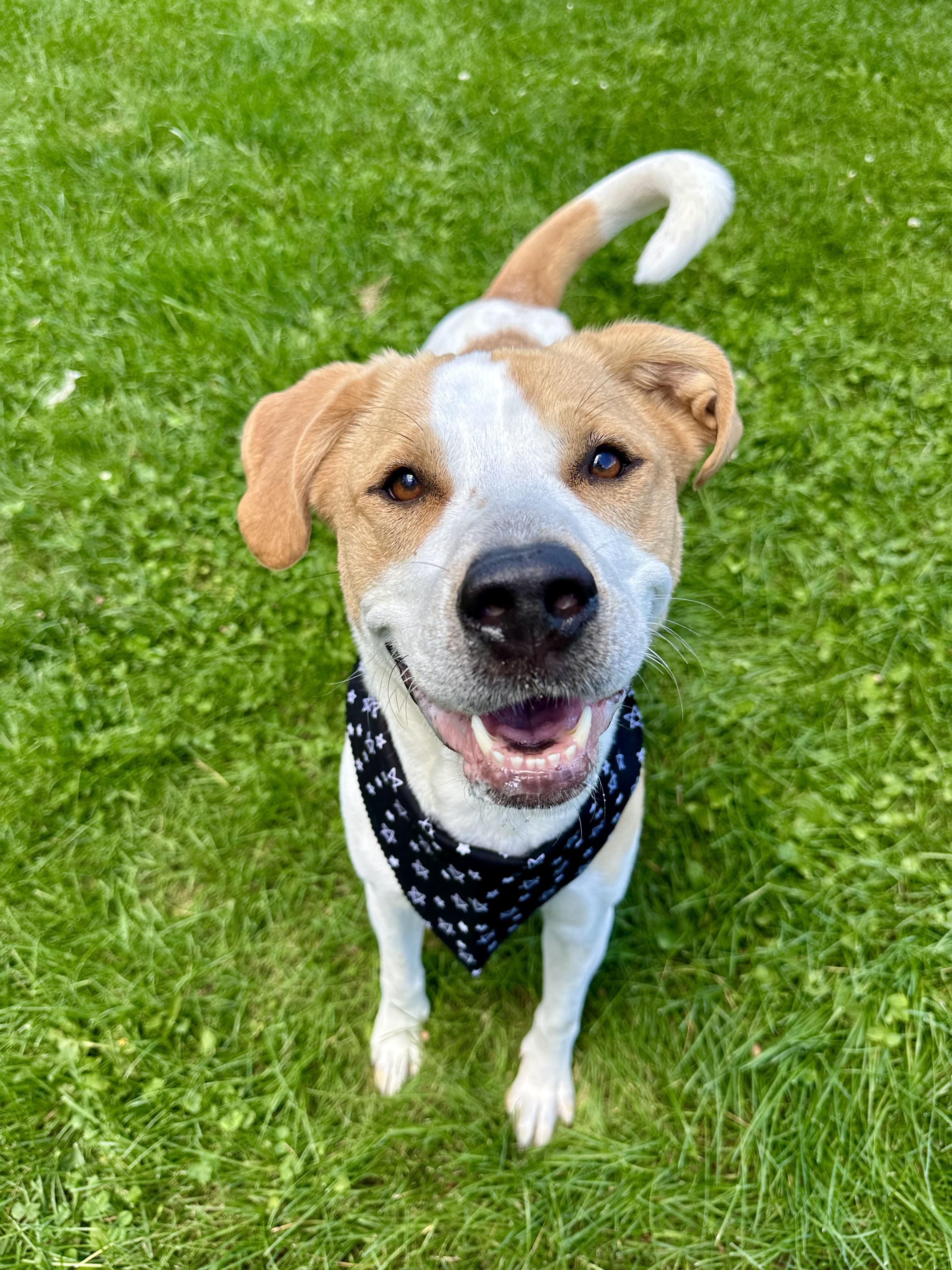 Dixie , a ADOPTABLE Coonhound in Clinton, PA image 5/6