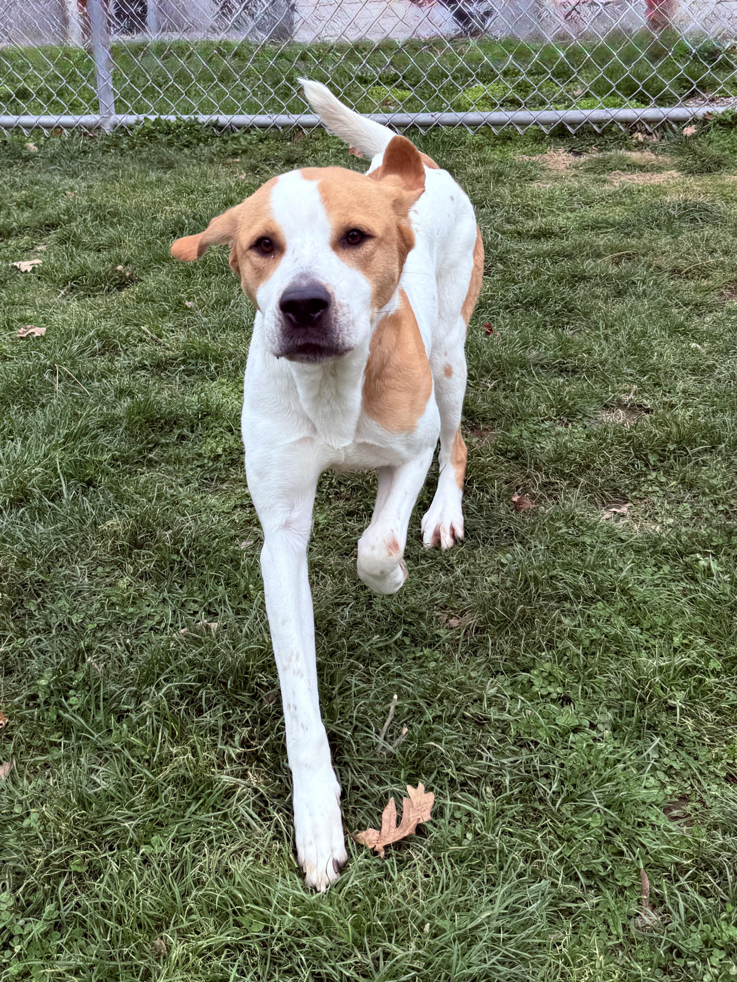 Enlarge Dixie , a ADOPTABLE Coonhound in Clinton, PA image 1/4
