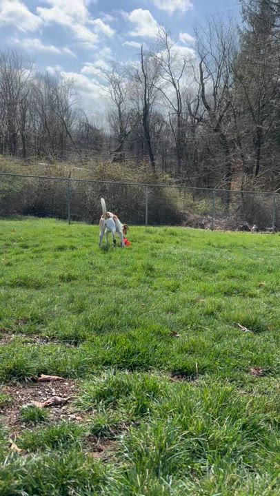 Enlarge Dixie , a ADOPTABLE Coonhound in Clinton, PA video 2/4