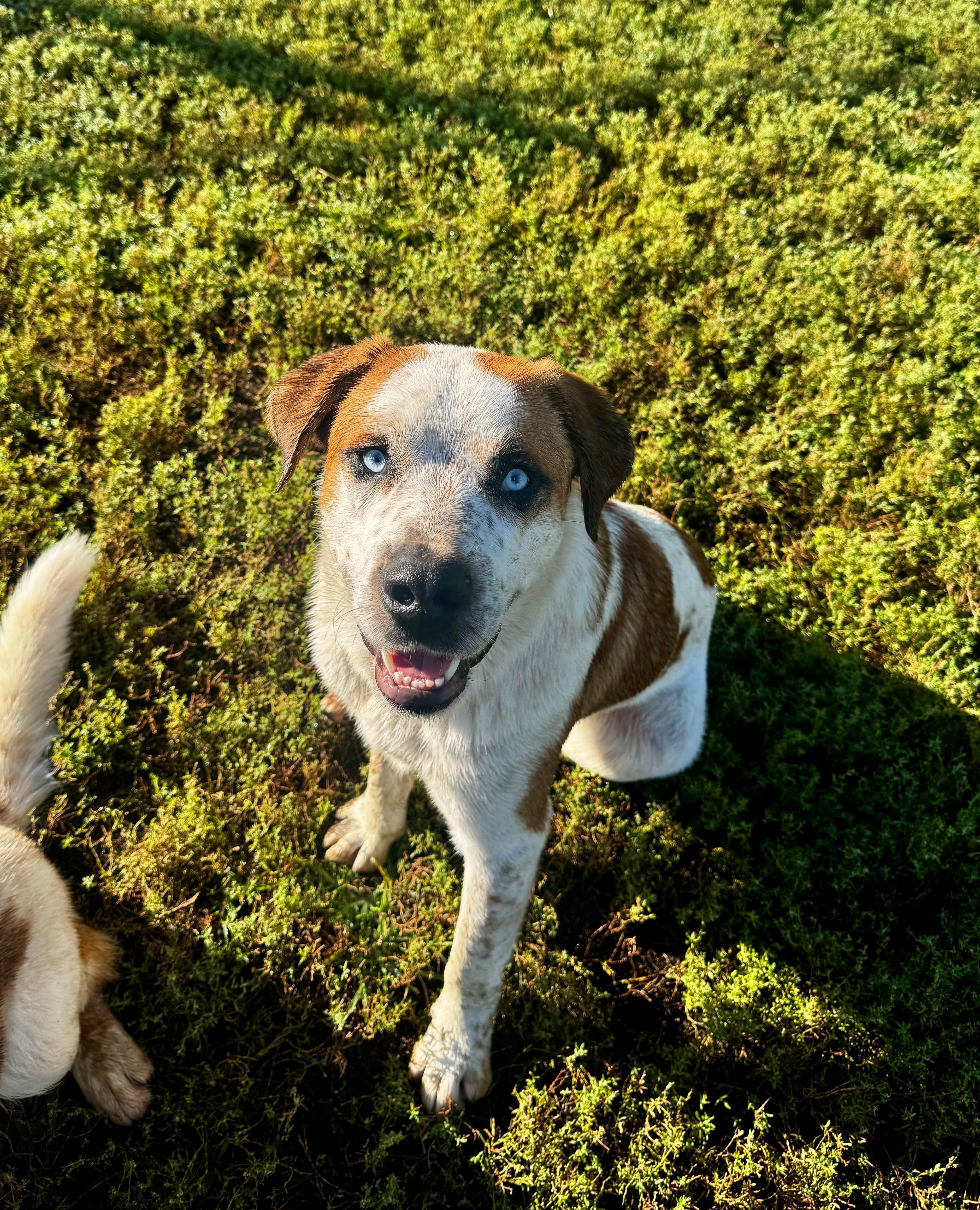 Porter, an adoptable Mixed Breed in Kearney, NE, 68845 | Photo Image 1