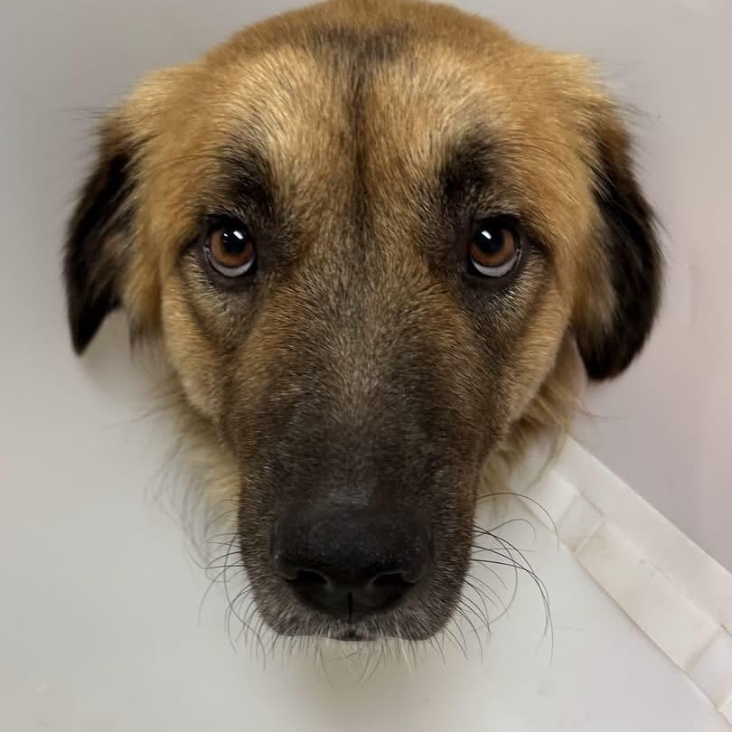 Ranger, ADOPTABLE, Young Male Shepherd & Golden Retriever.