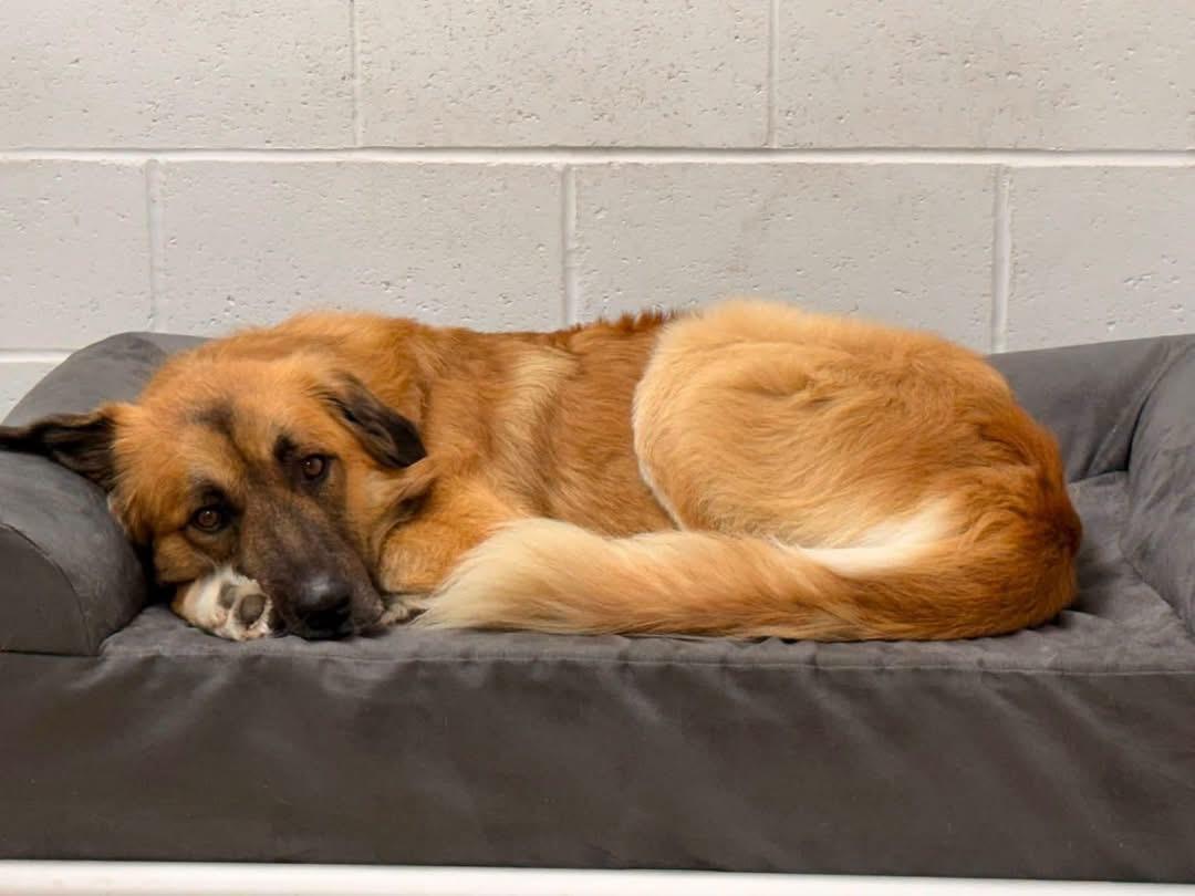 Ranger, a ADOPTABLE mixed breed in Pacific, MO image 3/4