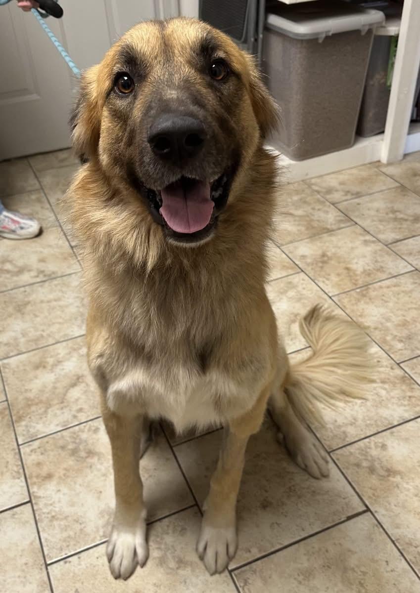 Ranger, a ADOPTABLE mixed breed in Pacific, MO image 2/4