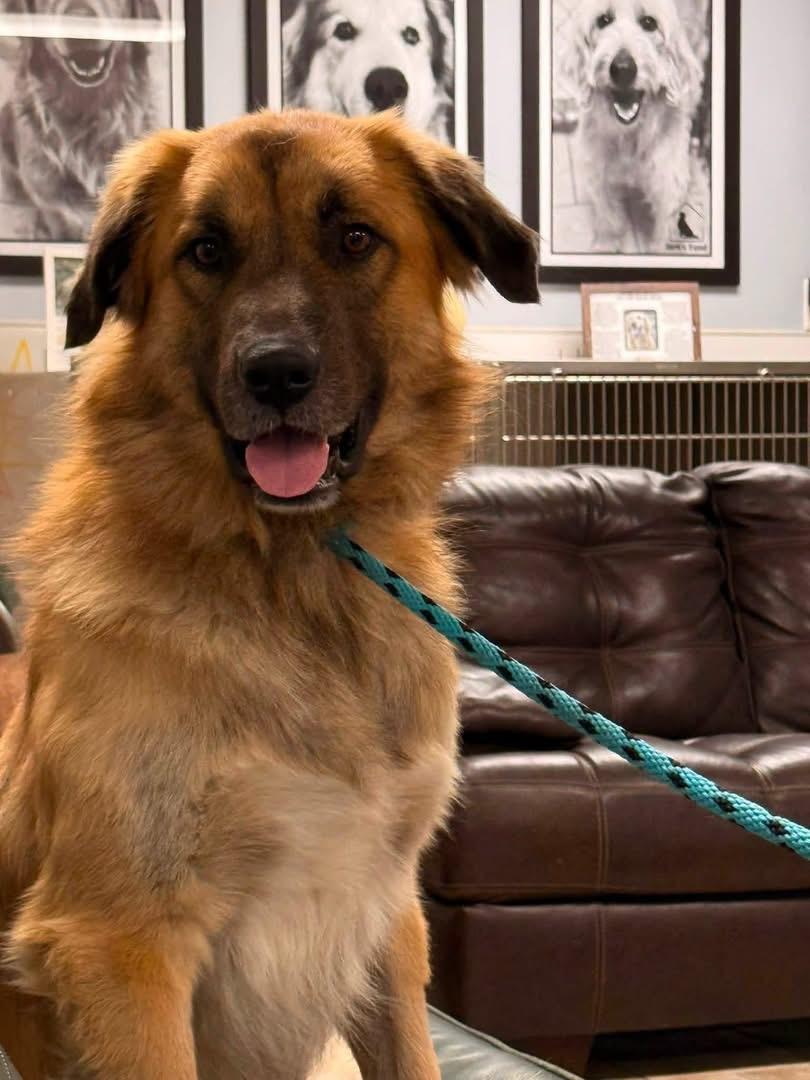 Ranger, a ADOPTABLE mixed breed in Pacific, MO image 4/4