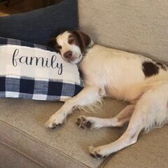 COOPER #20038514 TX, Adopted, Adult Male Brittany Spaniel.