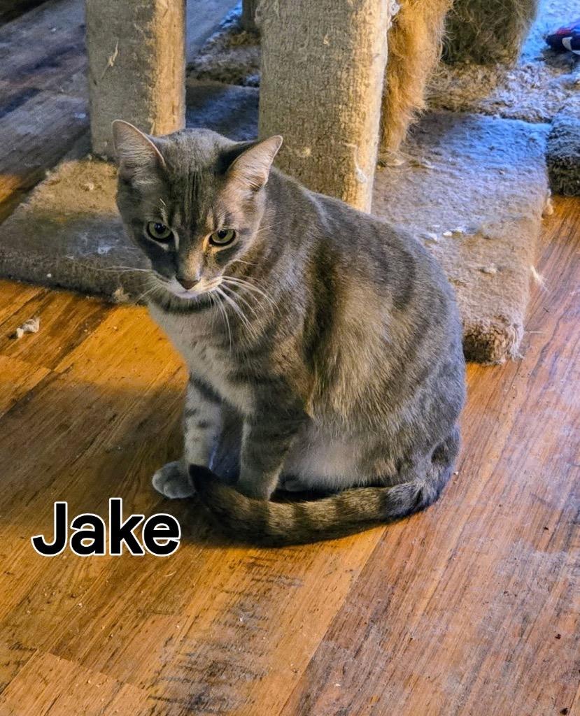 Enlarge Jake, a Adoptable mixed breed in Spring, TX image 3/5