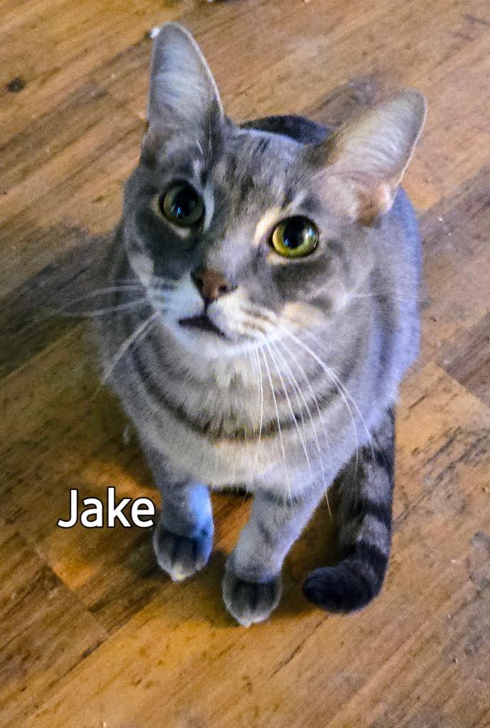 Enlarge Jake, a Adoptable mixed breed in Spring, TX image 4/5