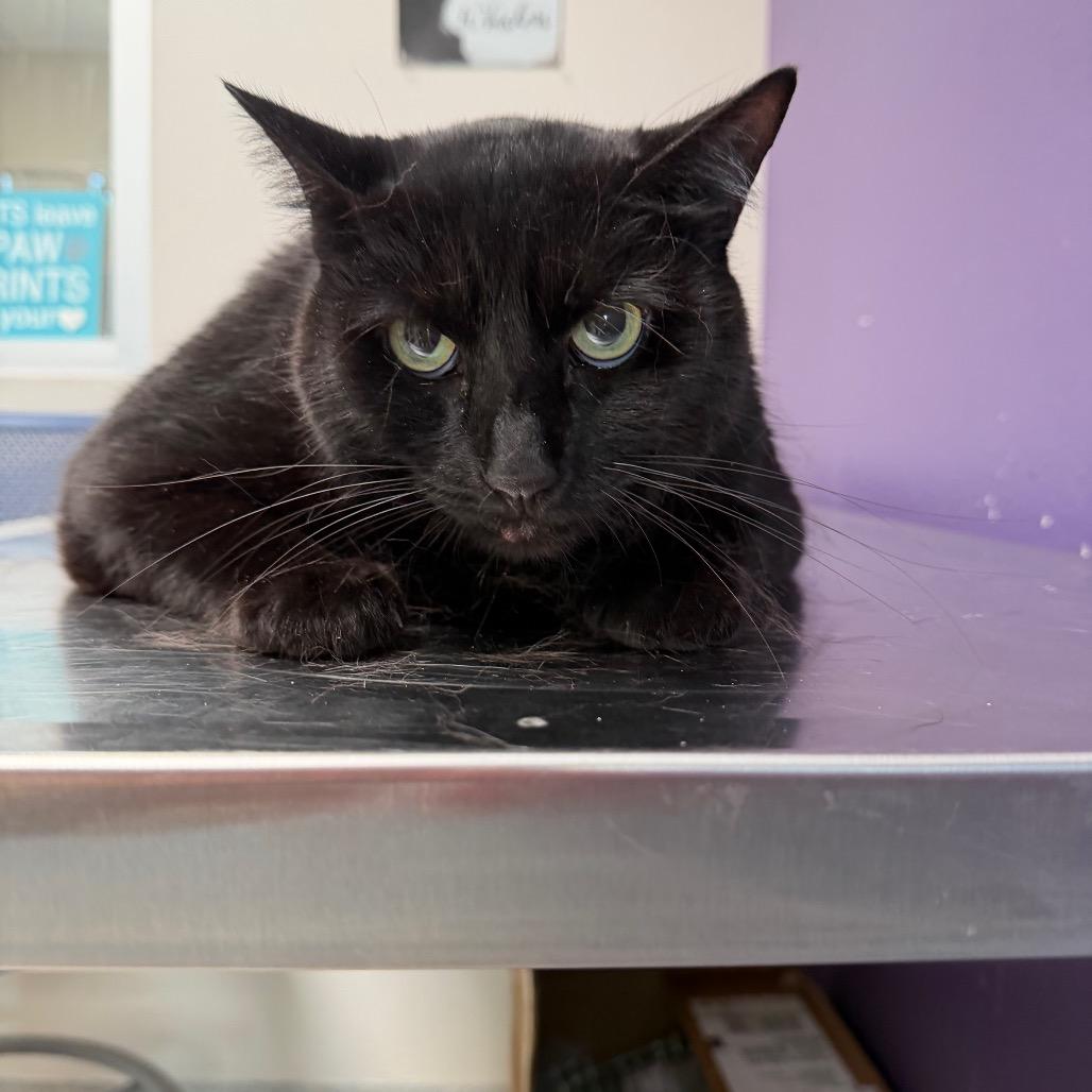Willow, Adoptable, Senior Female Domestic Short Hair.