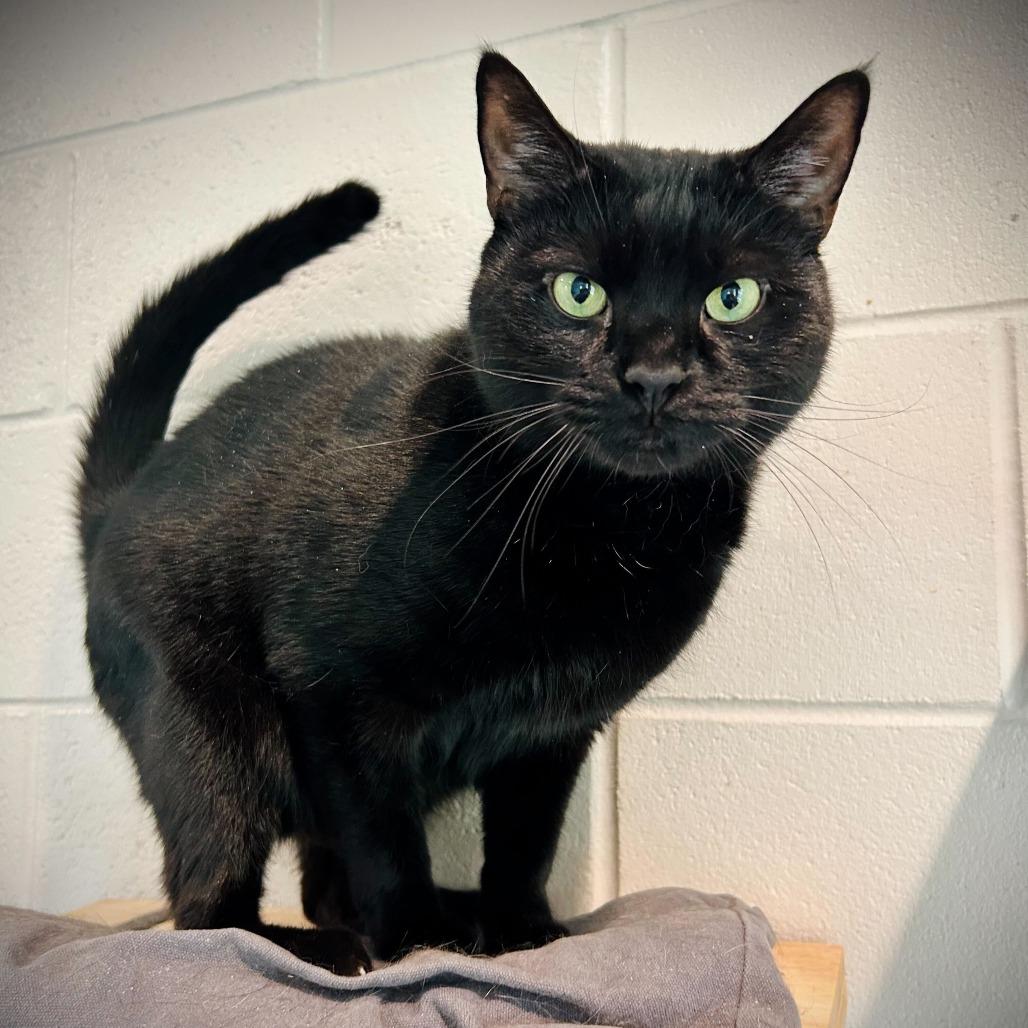 Willow, a Adoptable Domestic Short Hair in Englewood, FL image 2/2
