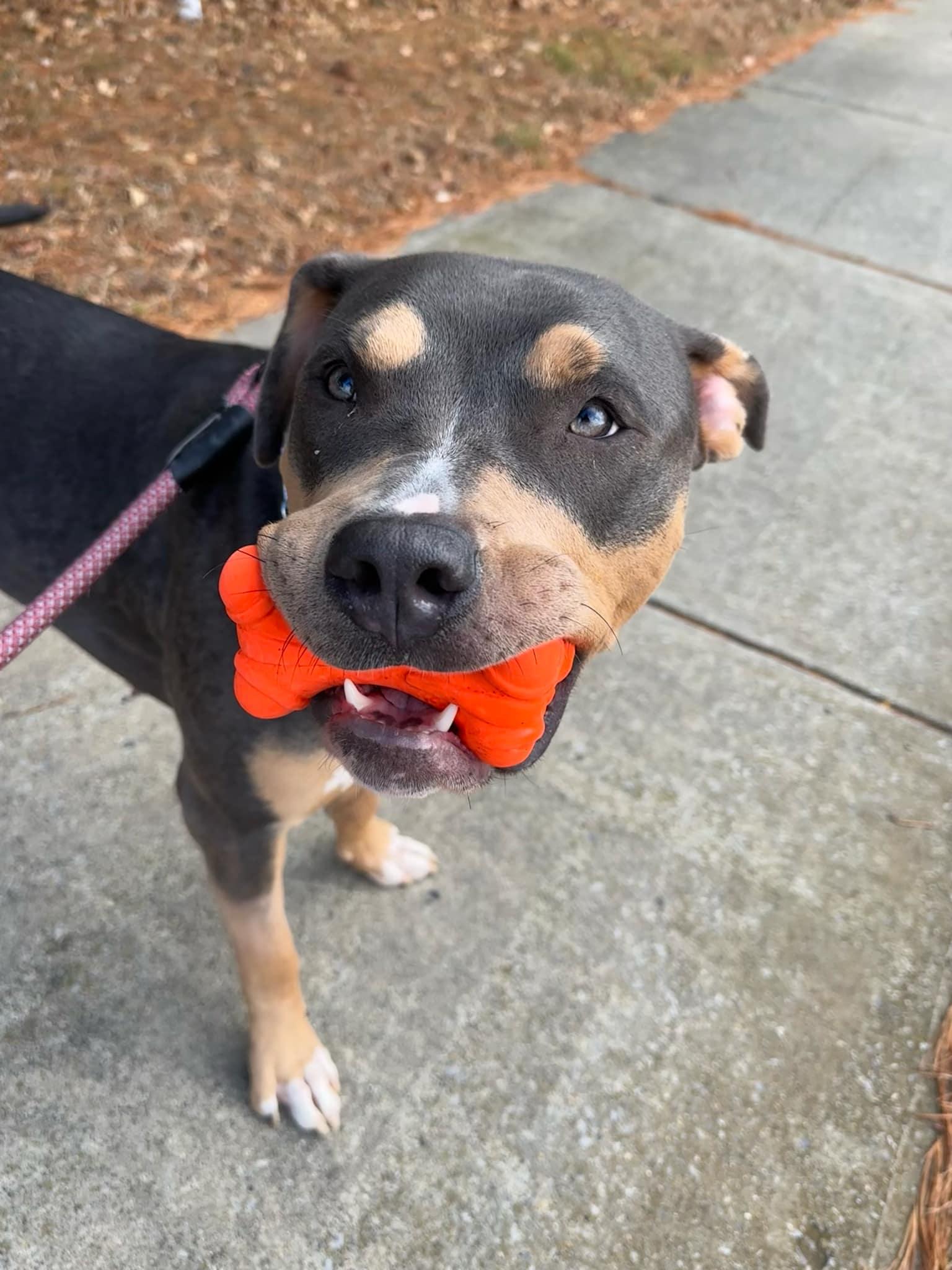 Enlarge REMI, a Adoptable mixed breed in Dennis, MA image 2/5