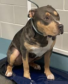 Enlarge REMI, a Adoptable mixed breed in Dennis, MA image 4/5