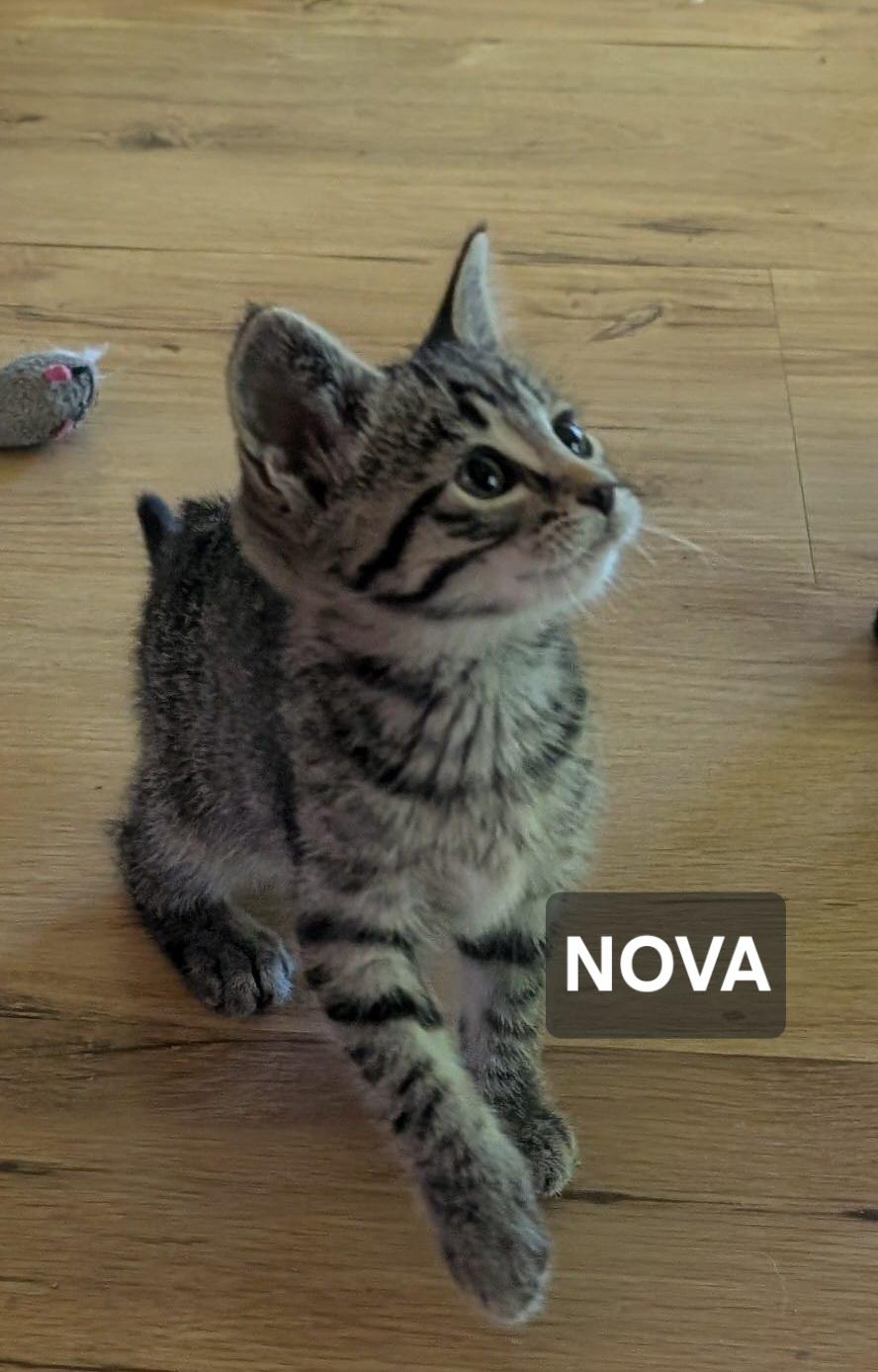 Enlarge Nova, a ADOPTABLE Tabby in Windom, MN image 1/1