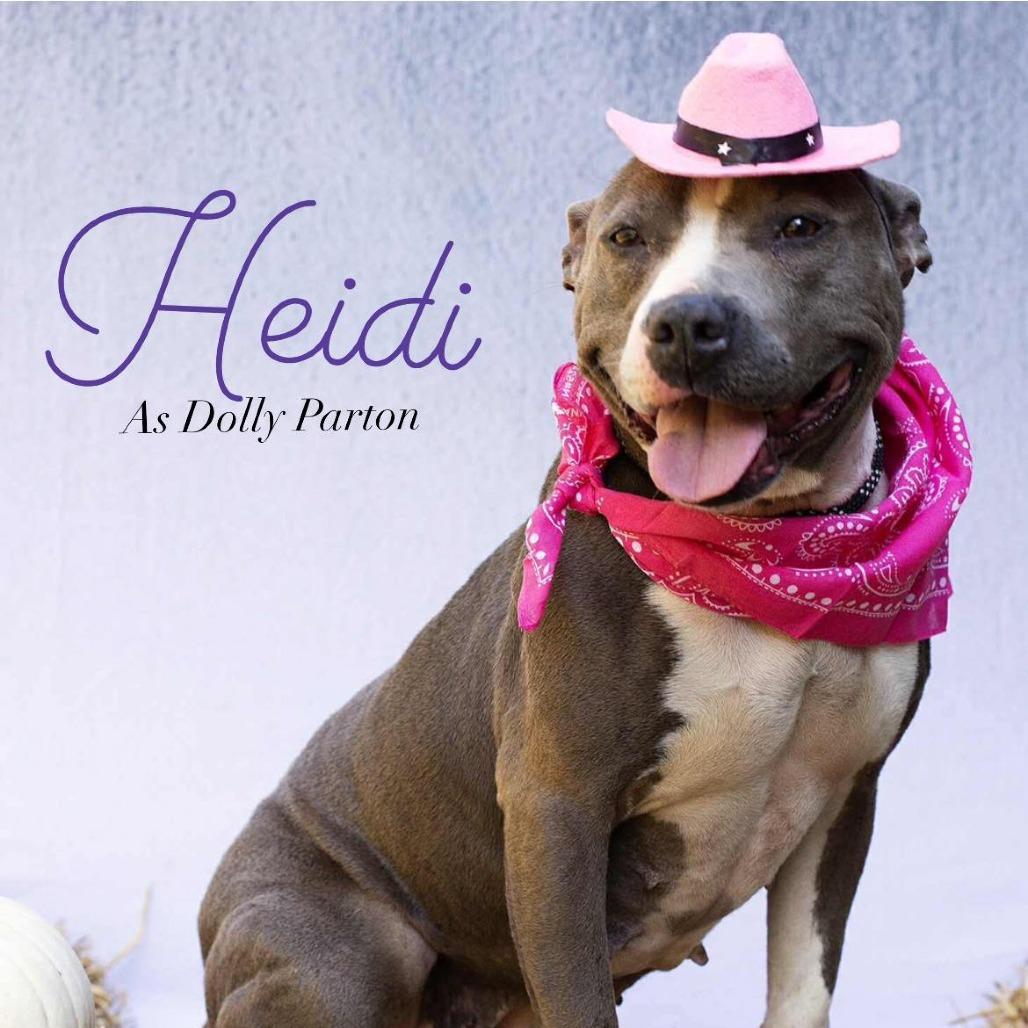 Enlarge Heidi, a Adoptable Mixed Breed in Clarksville, TN image 1/6