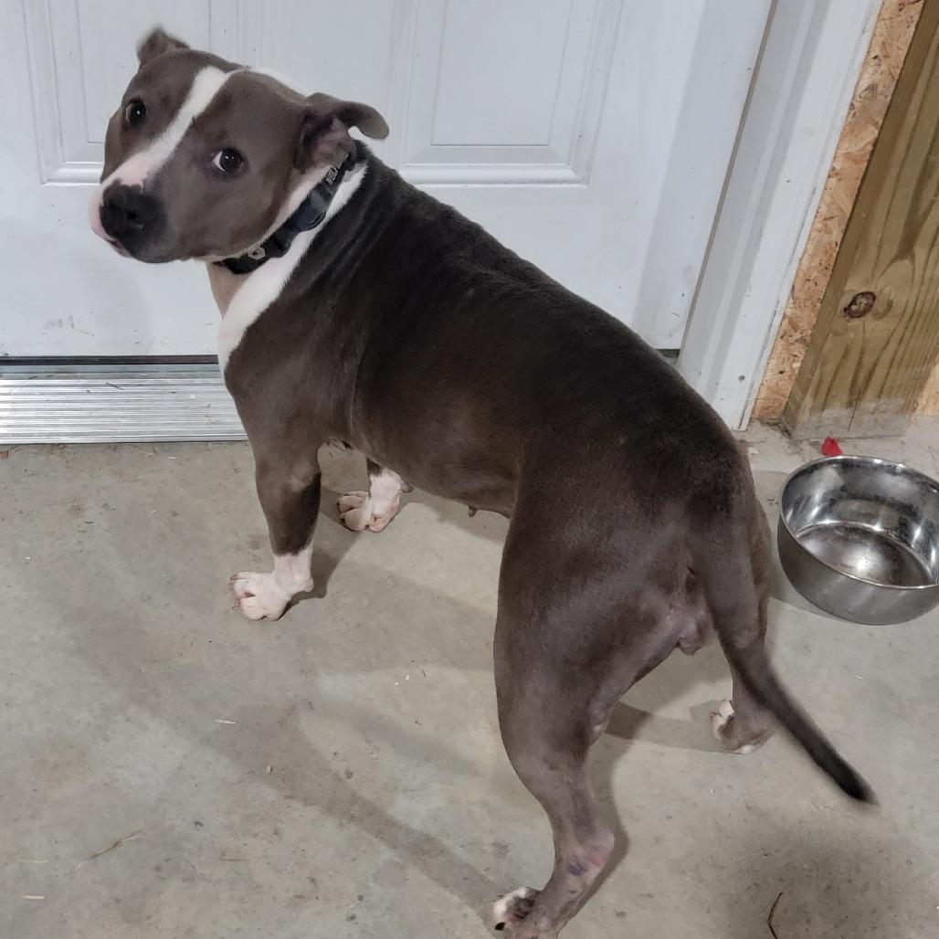 Enlarge Heidi, a Adoptable Mixed Breed in Clarksville, TN image 4/6