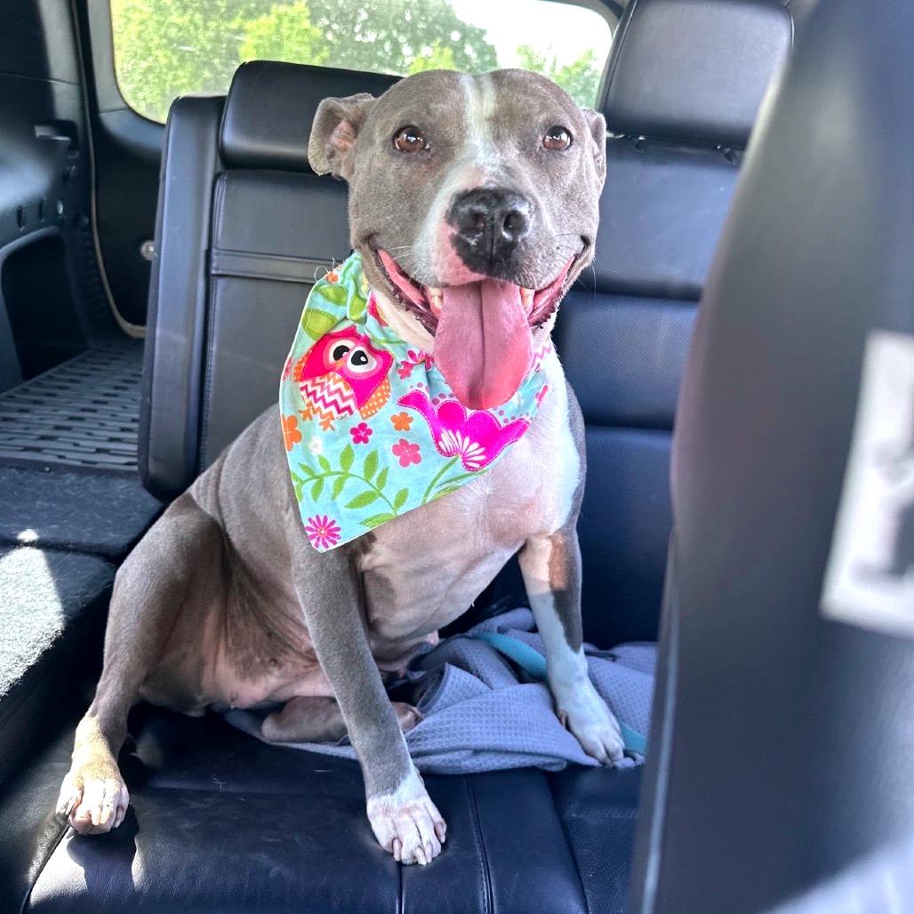 Enlarge Heidi, a Adoptable Mixed Breed in Clarksville, TN image 5/6