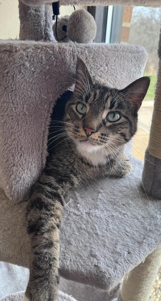 Enlarge Taquito, an adopted Domestic Short Hair in Mason City, IA image 2/2