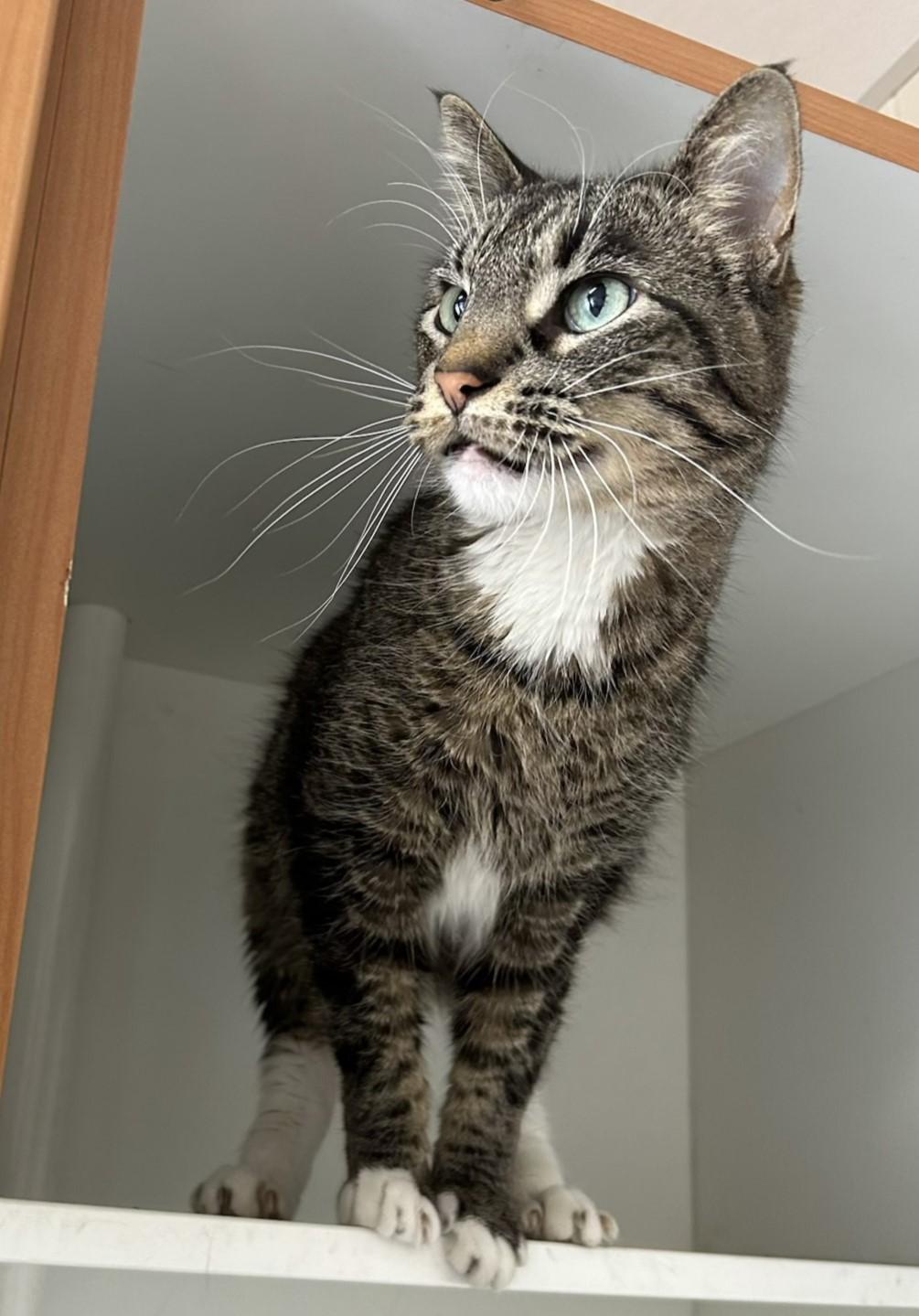 Taquito, adopted, Adult Male Domestic Short Hair.