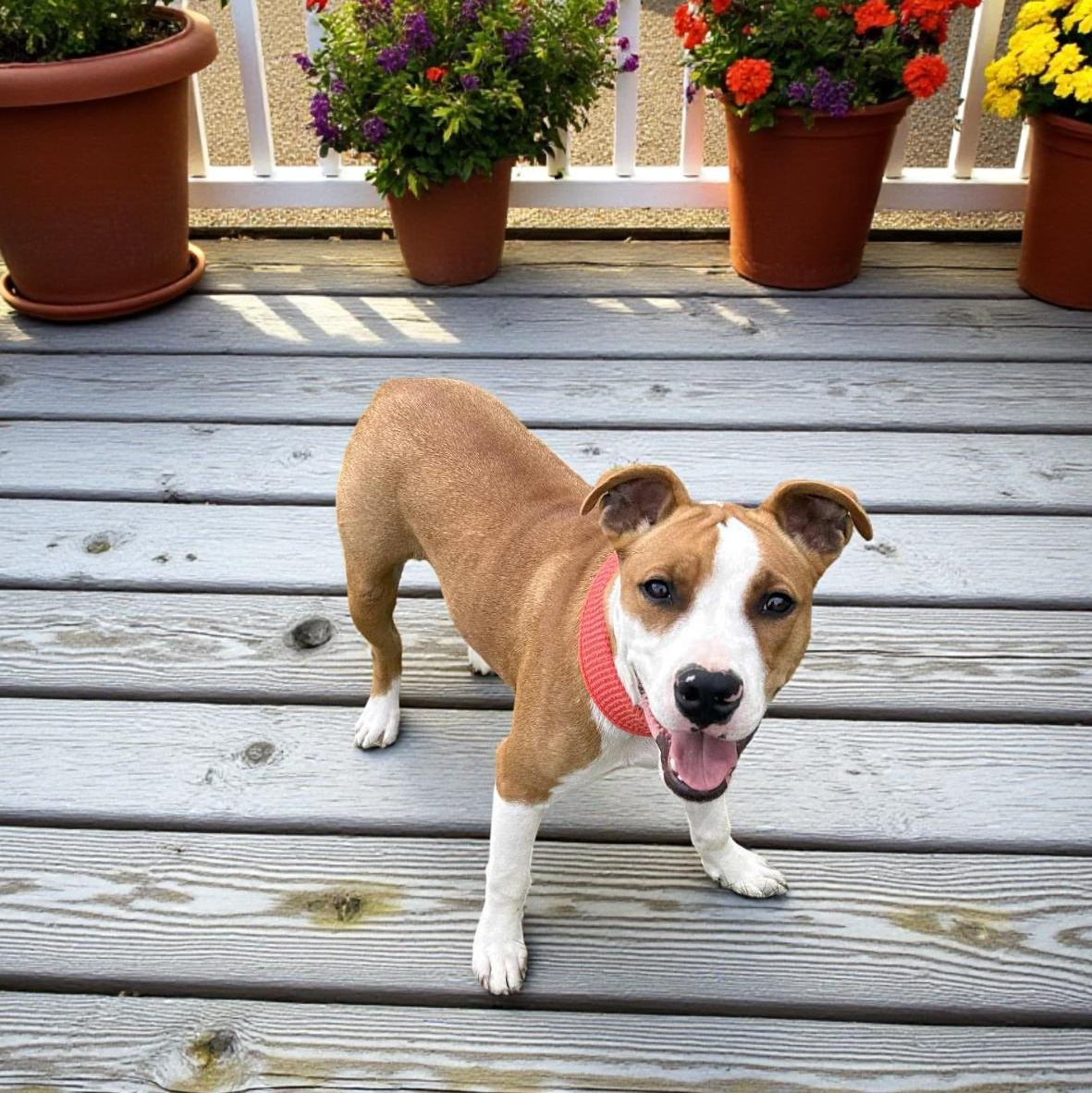 Enlarge Penny, a Adoptable mixed breed in Effingham, IL image 2/6