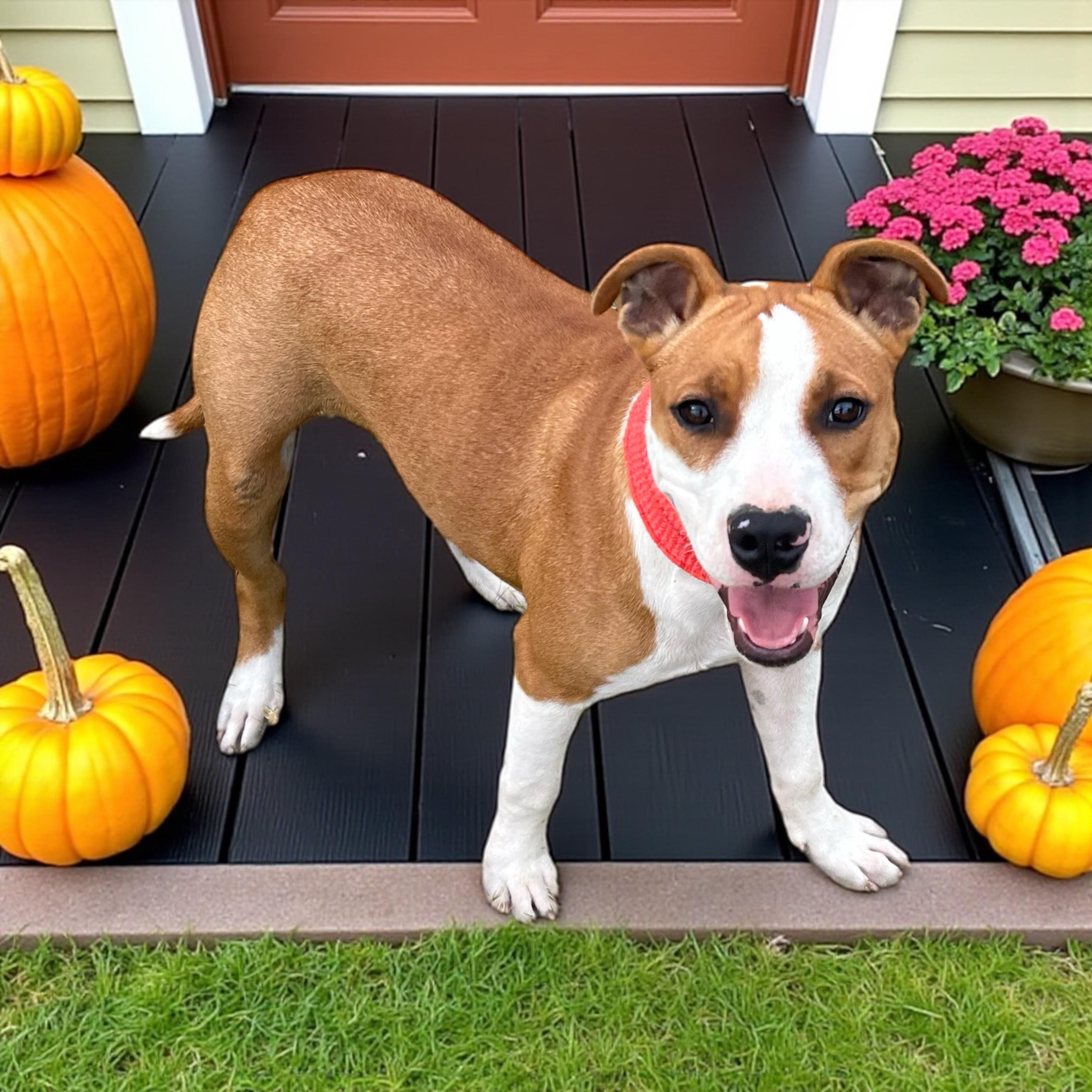 Enlarge Penny, a Adoptable mixed breed in Effingham, IL image 1/6
