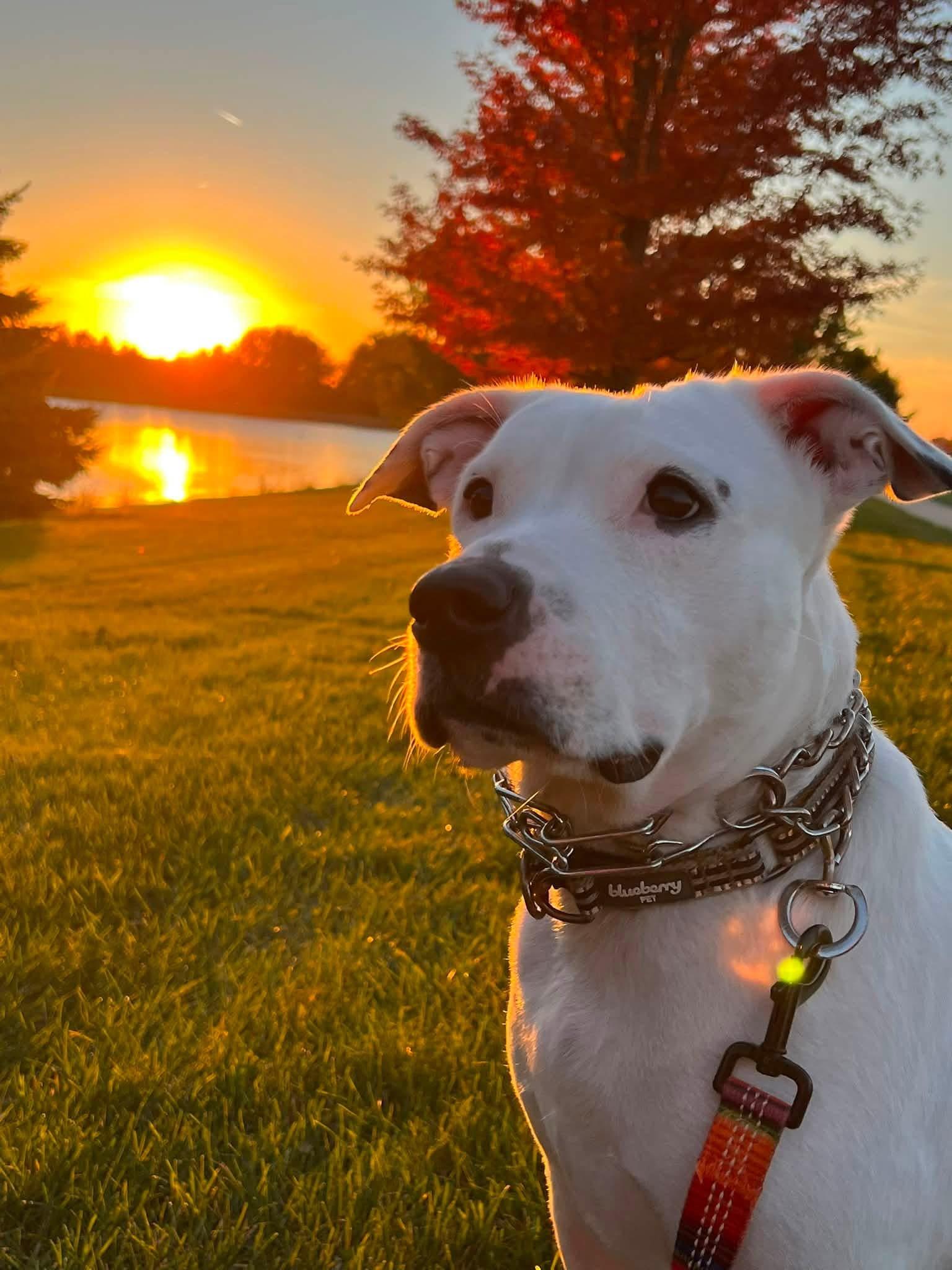 Enlarge Bear, a Adoptable mixed breed in Wyandotte, MI image 1/6