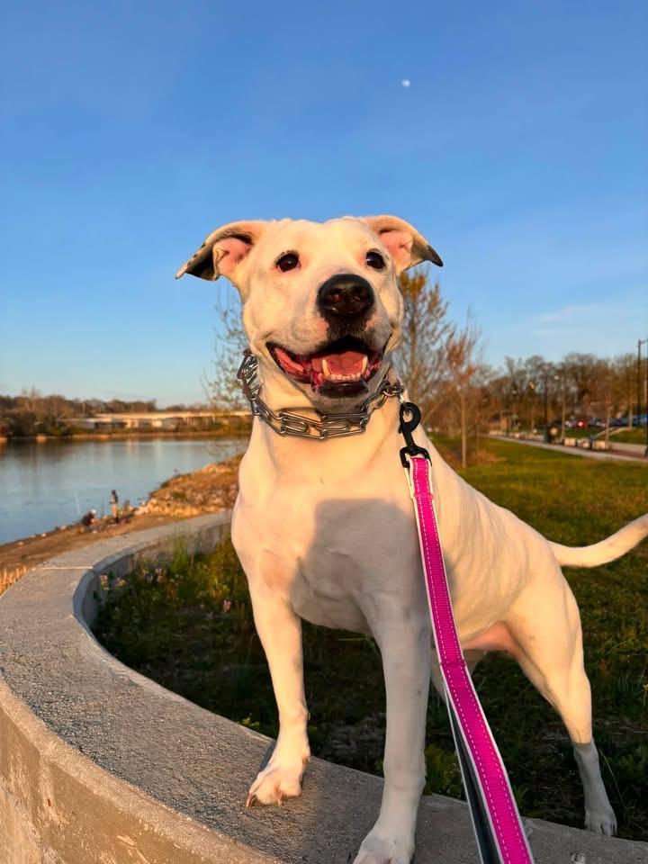 Enlarge Bear, a Adoptable mixed breed in Wyandotte, MI image 3/6