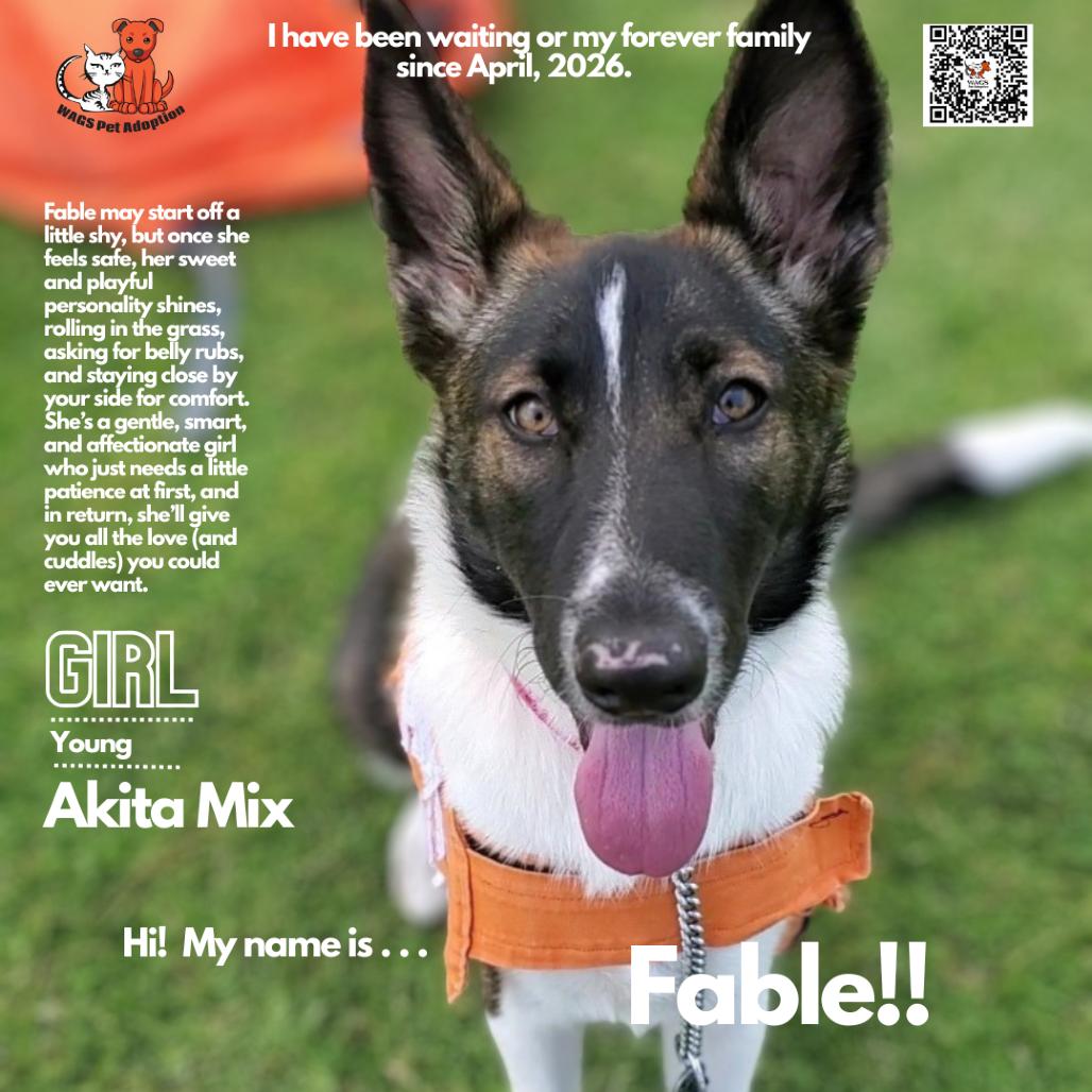 Fable, a Adoptable mixed breed in Westminster, CA image 1/3