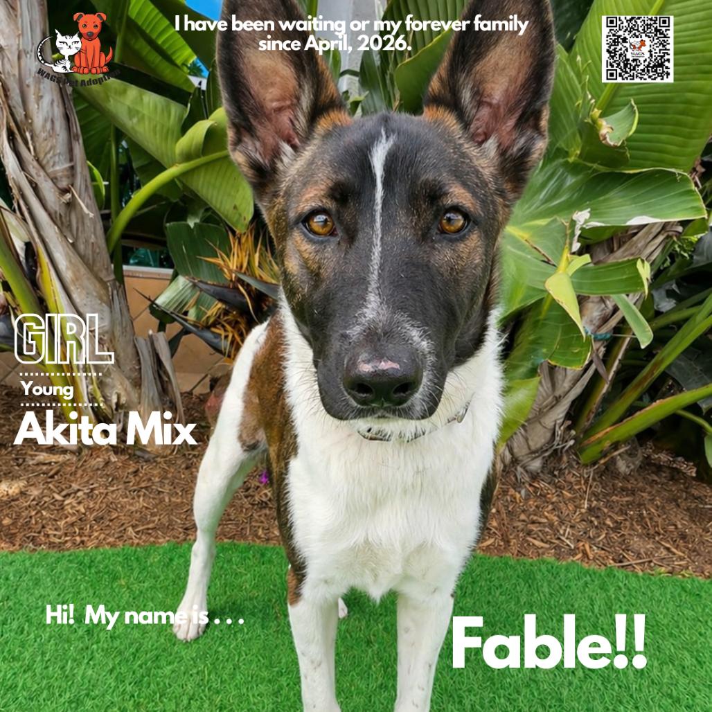 Fable, a Adoptable mixed breed in Westminster, CA image 2/3