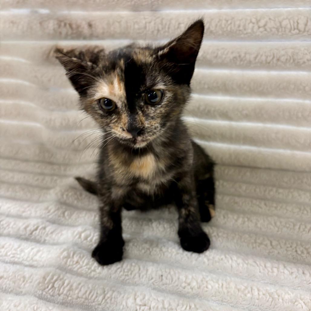 Ivy, Adoptable, Kitten Female Domestic Short Hair.