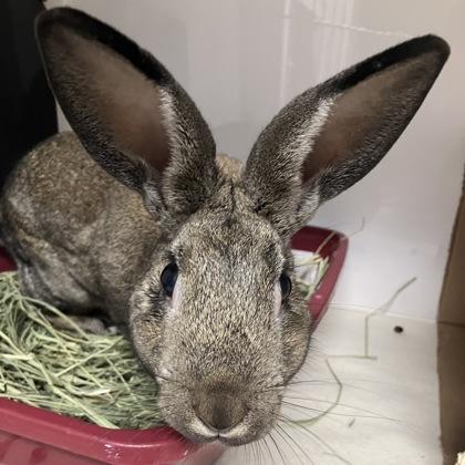 Thaddeus, a ADOPTABLE Mini Rex in Hilliard, OH image 2/2