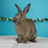 Thaddeus, ADOPTABLE, Young Male Mini Rex.
