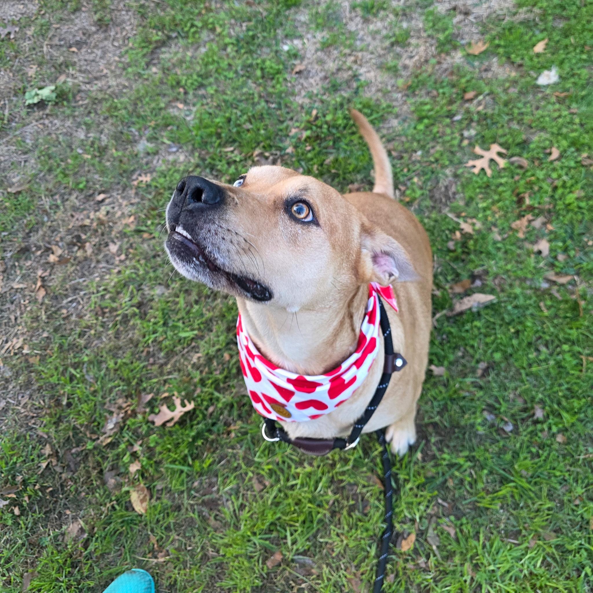 Holly (Sweet, Affectionate, Loyal, Playful) — thumbnail 6