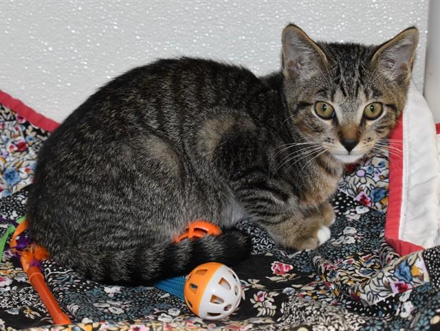 Enlarge LEONARD, a Adoptable Domestic Short Hair in Sarasota, FL image 1/1
