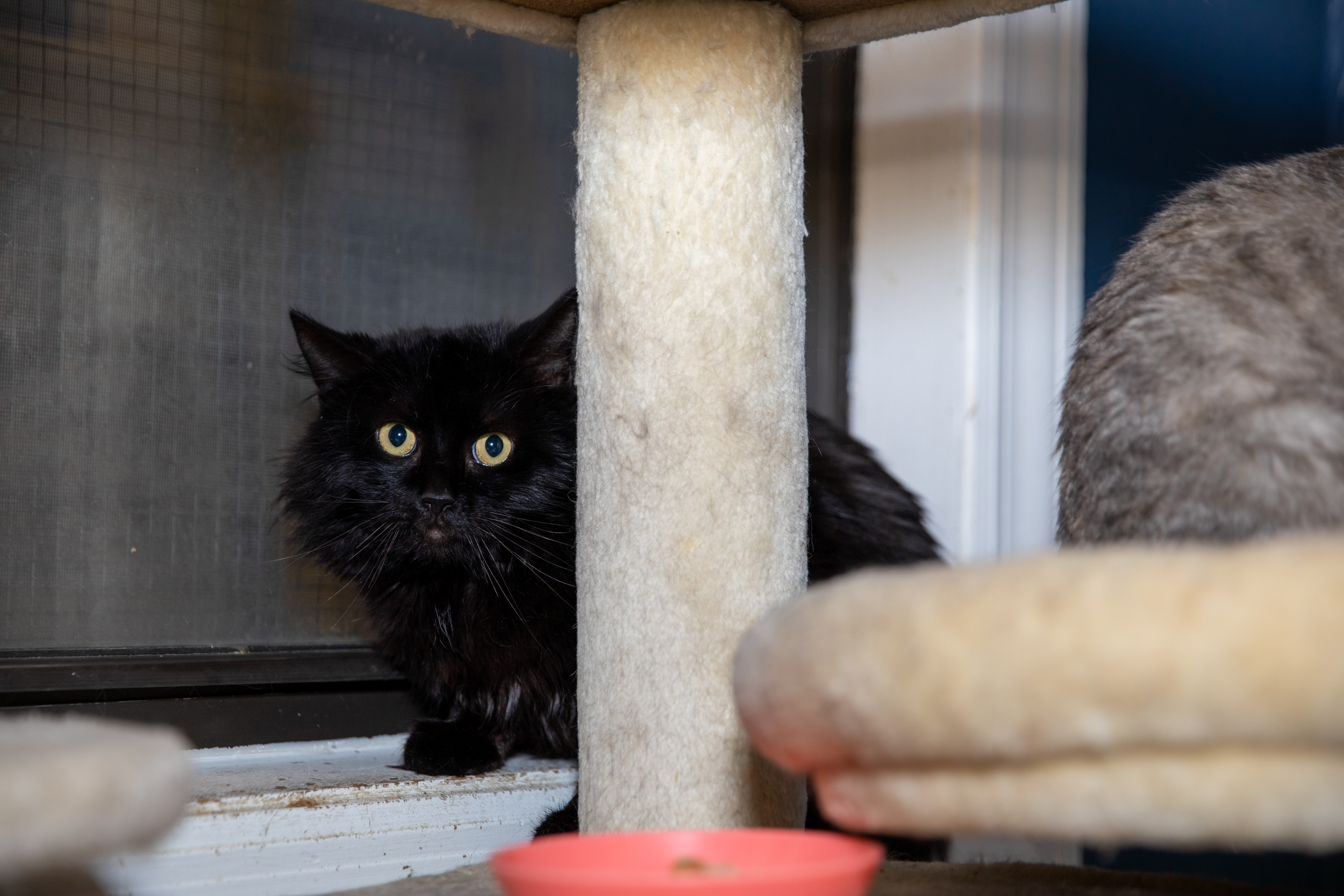 Ebony, an adoptable Maine Coon in Chicago, IL_image-1
