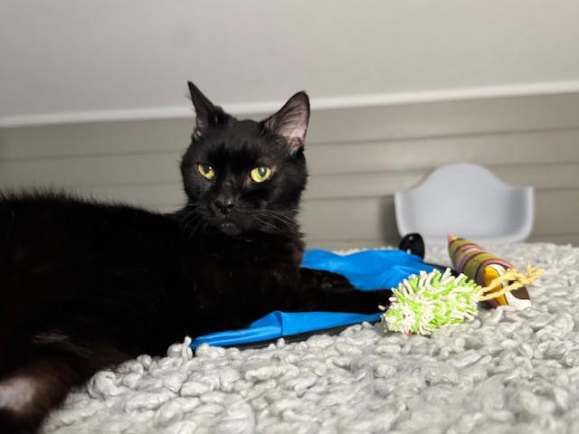 Cole - Velcro Cat!