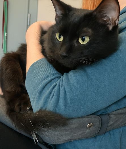 Cole - Velcro Cat!