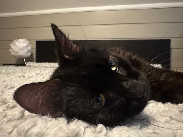 Cole - Velcro Cat!
