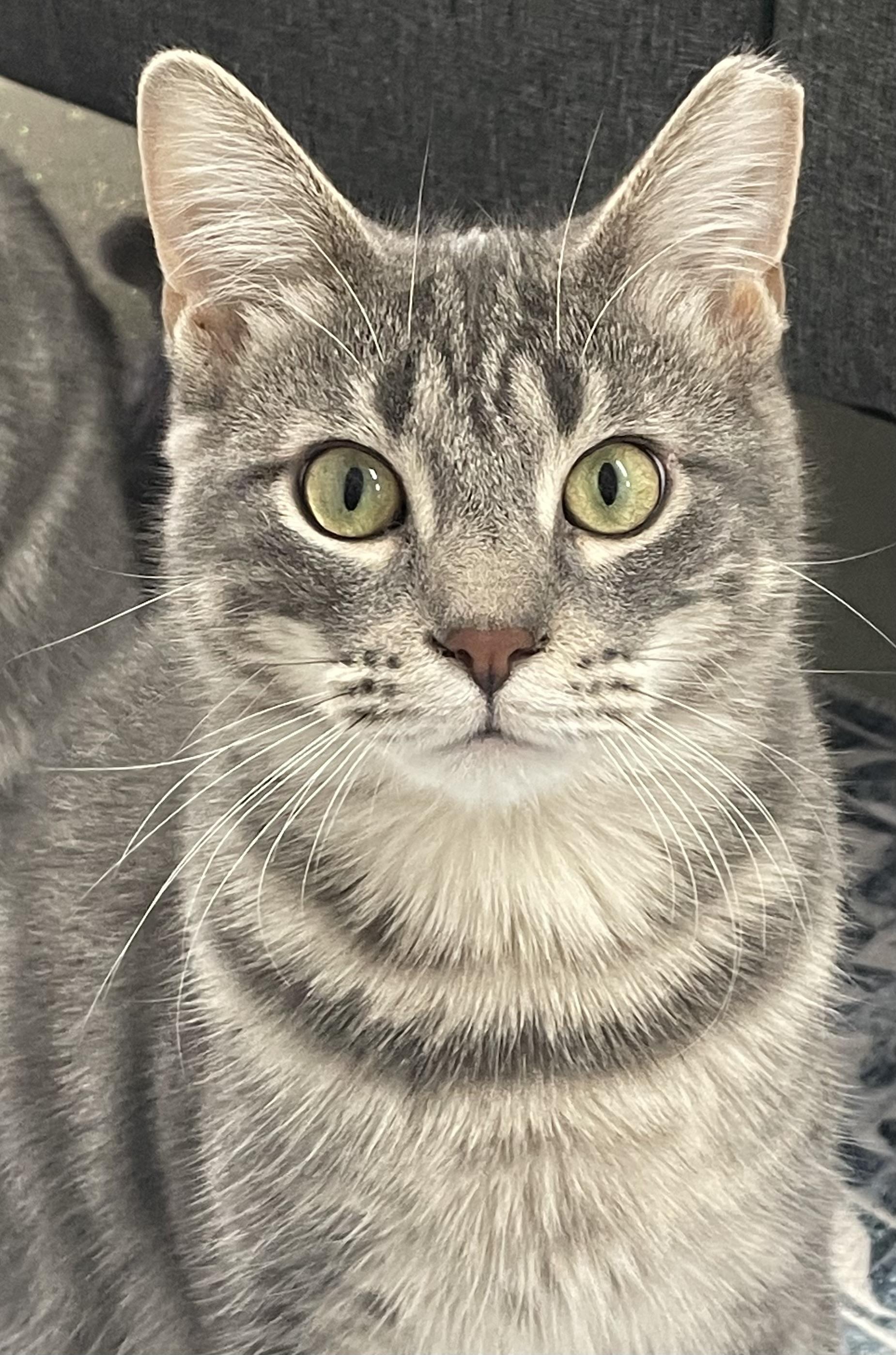 Night Song, Adult Male Domestic Short Hair