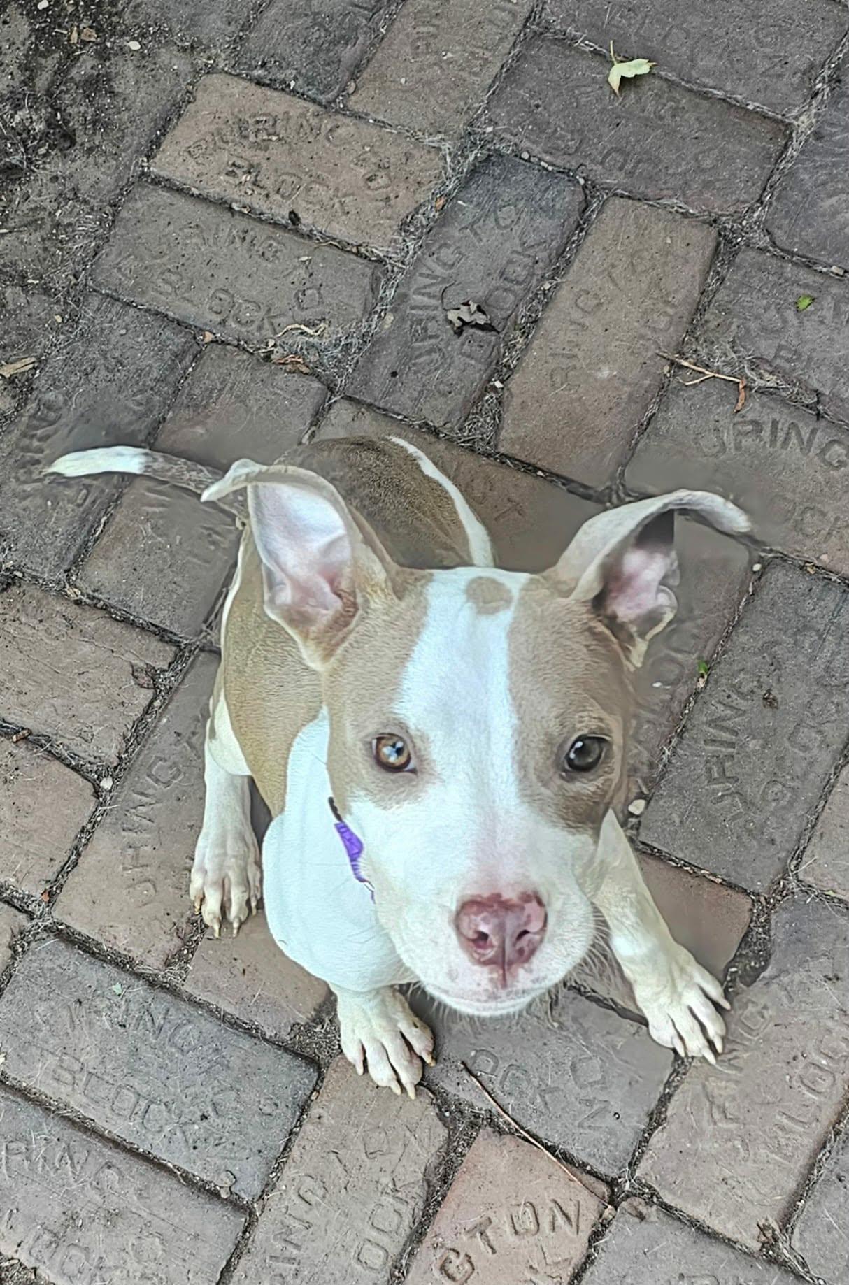 Enlarge Marida, an adopted mixed breed in De Pere, WI image 6/6