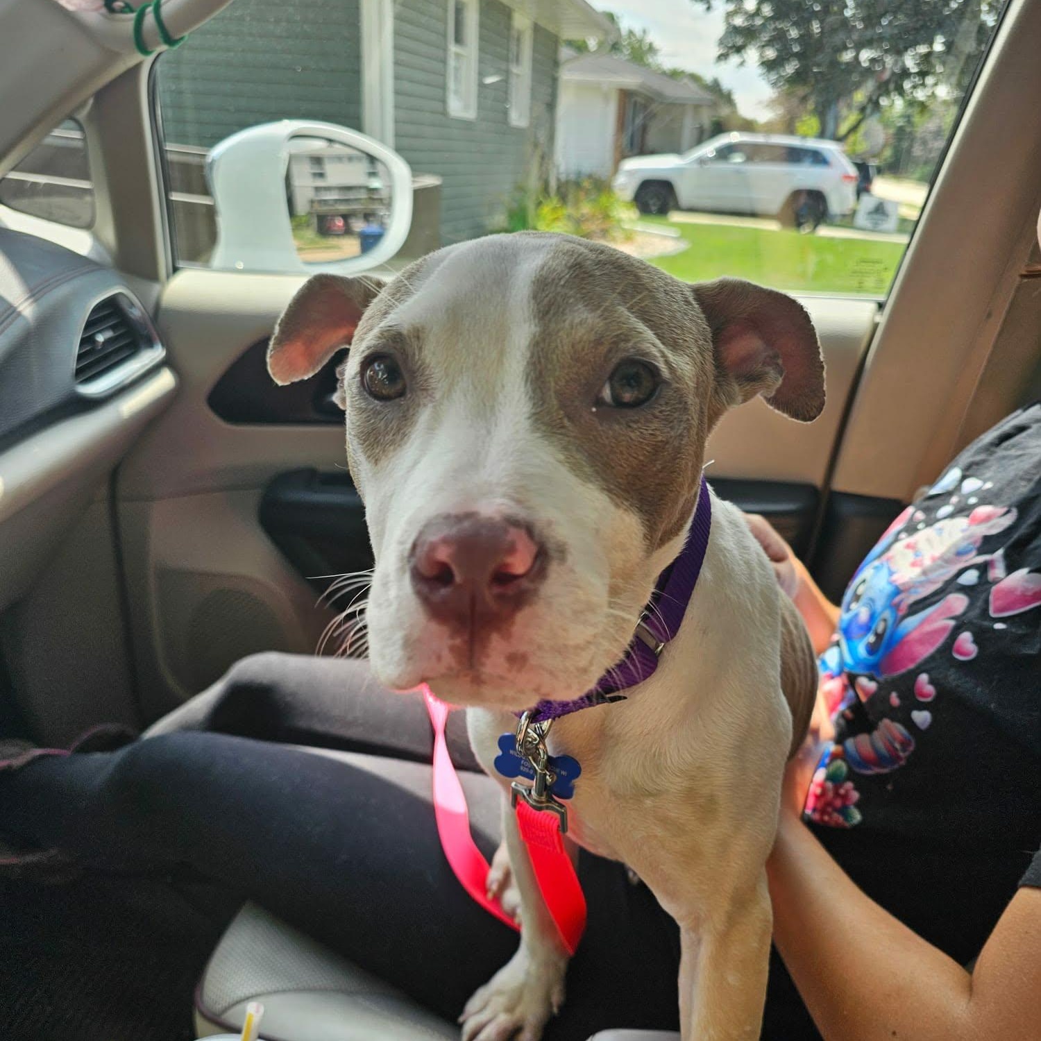 Enlarge Marida, an adopted mixed breed in De Pere, WI image 2/6
