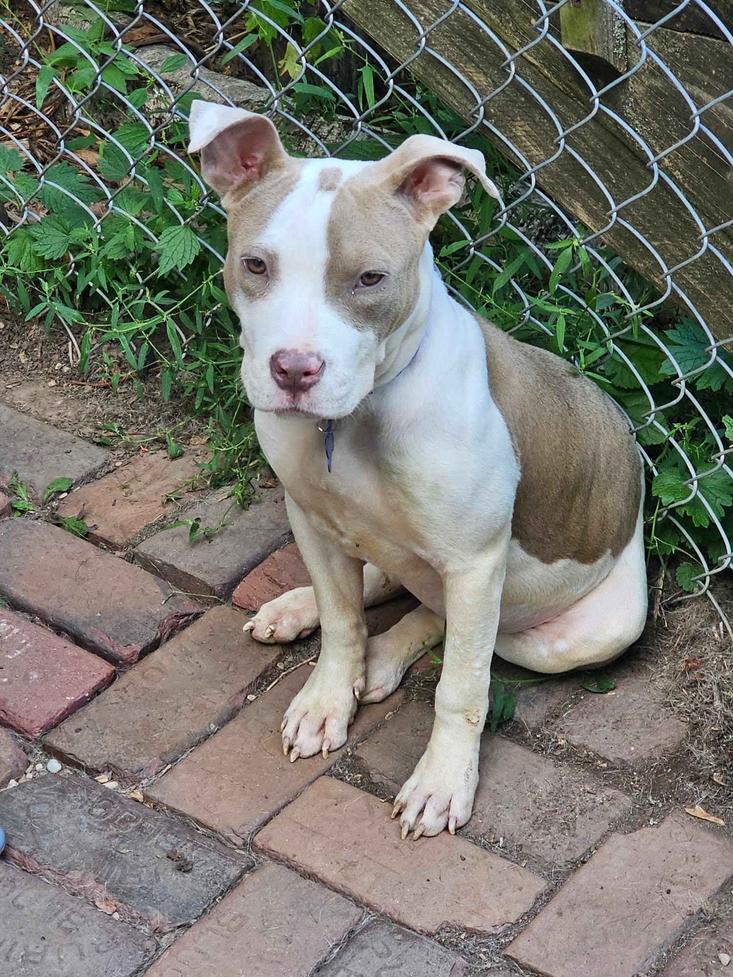 Marida, adopted, Puppy Female Mixed Breed.