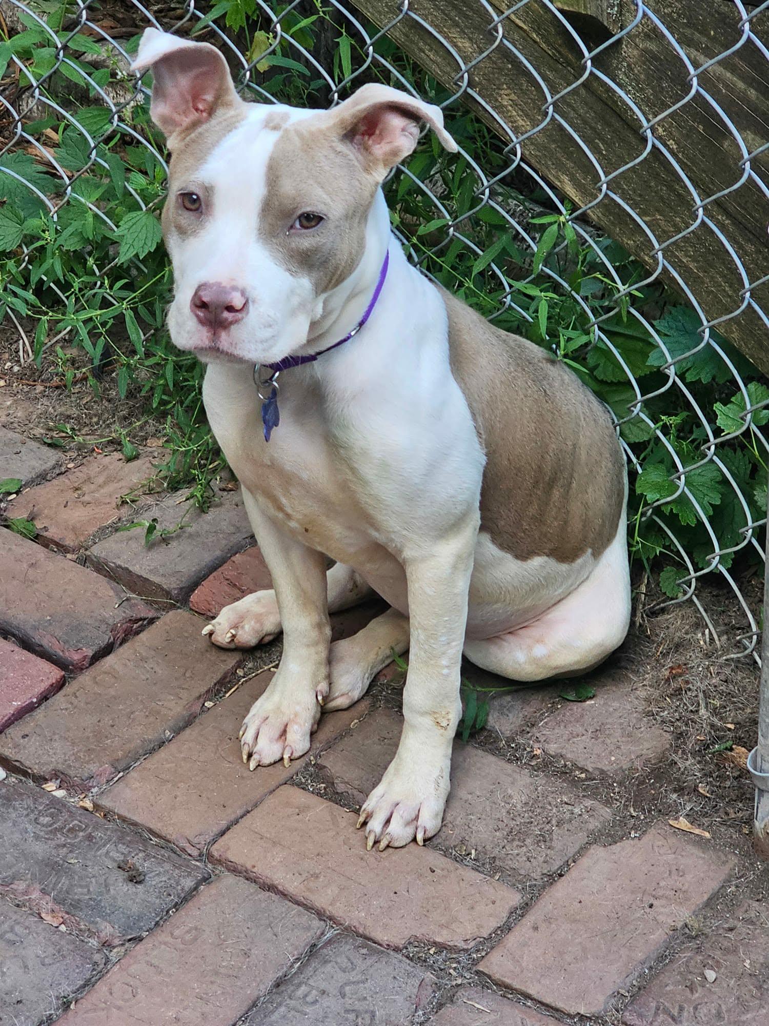 Enlarge Marida, an adopted mixed breed in De Pere, WI image 3/6