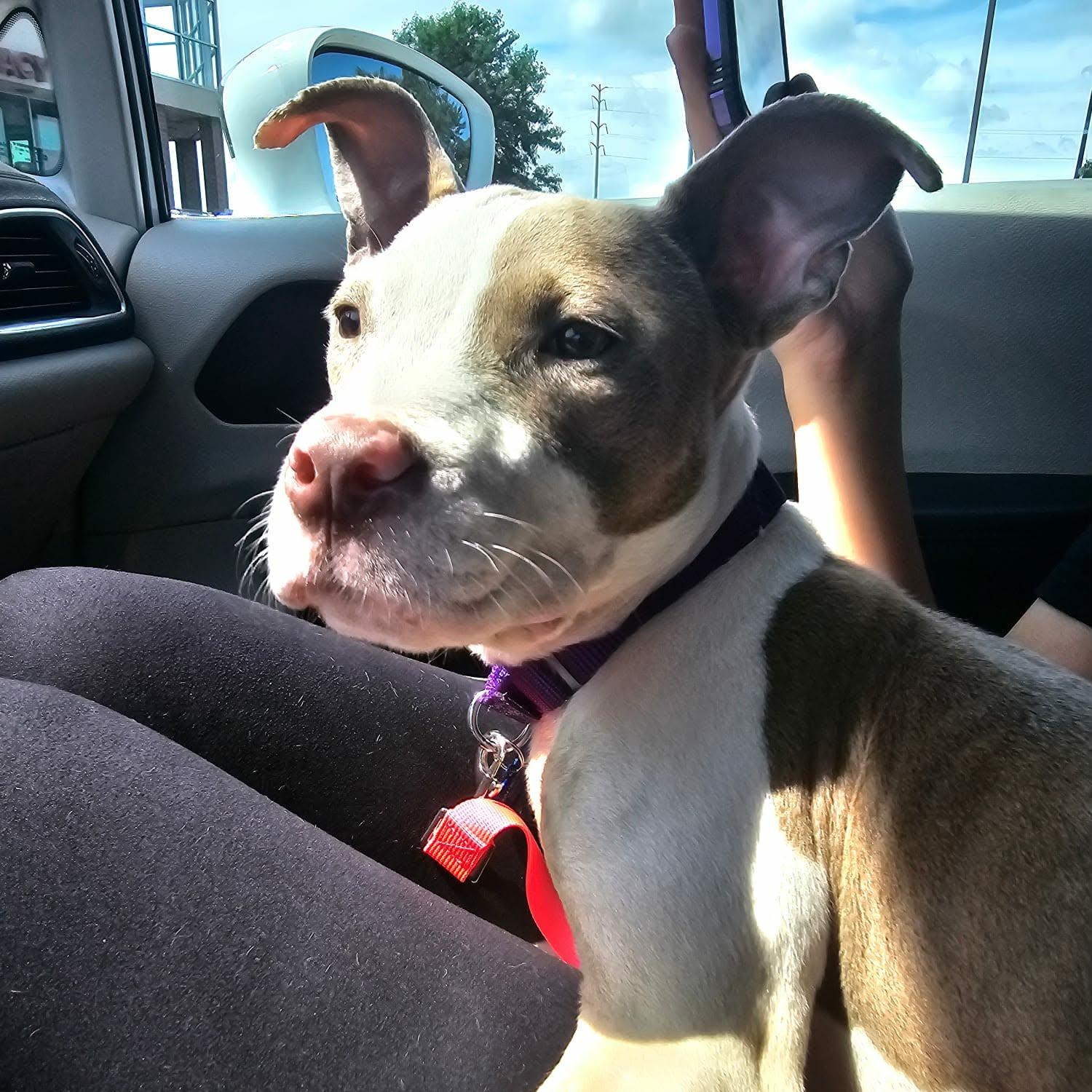 Enlarge Marida, an adopted mixed breed in De Pere, WI image 4/6