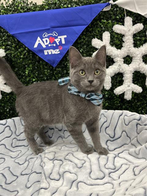 SLEET, Adoptable, Kitten Male Domestic Short Hair.