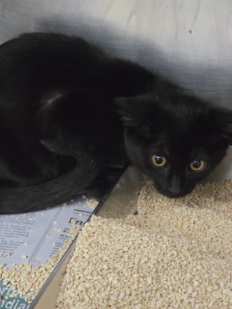 Velvet, Adoptable, Young Female Domestic Short Hair.