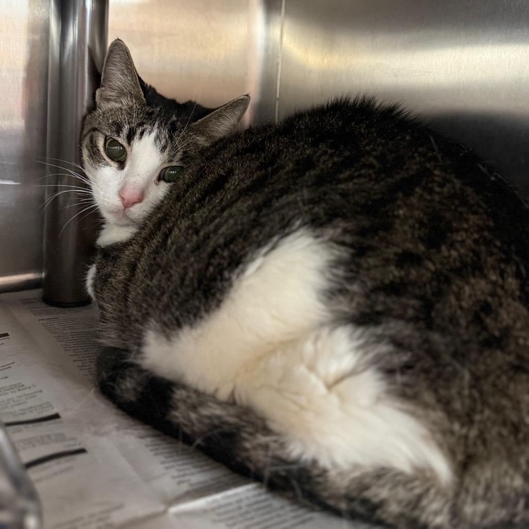 Trixie, Adoptable, Adult Female Domestic Short Hair.